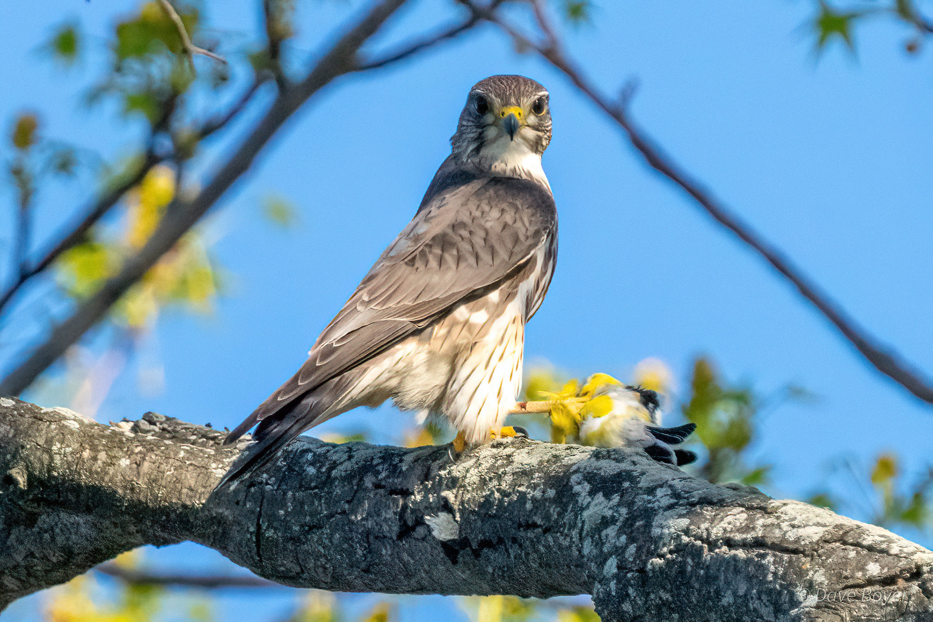 Merlin with its goldfinch catch, Thomas Point Park, Maryland.
