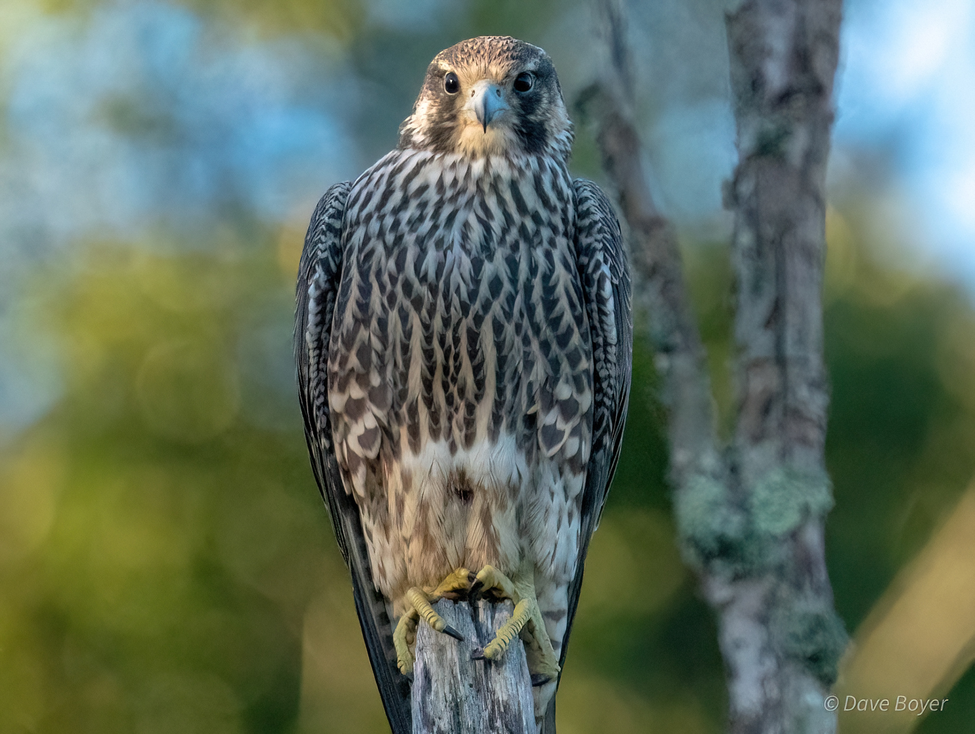 Juvenile Peregrine Falcon