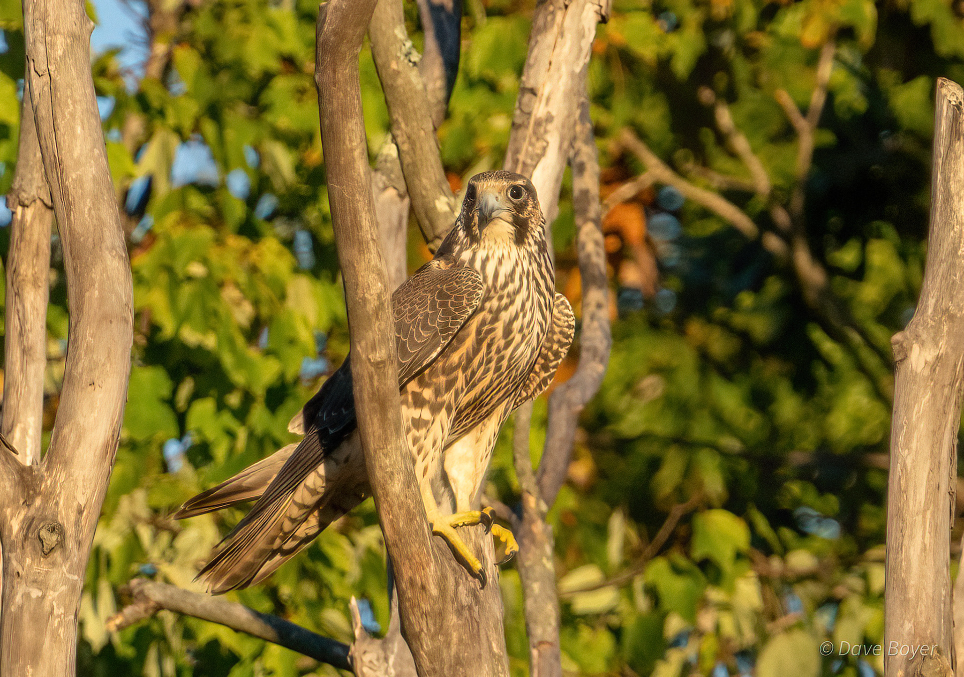 Peregrine Falcon, Huntley Meadows.