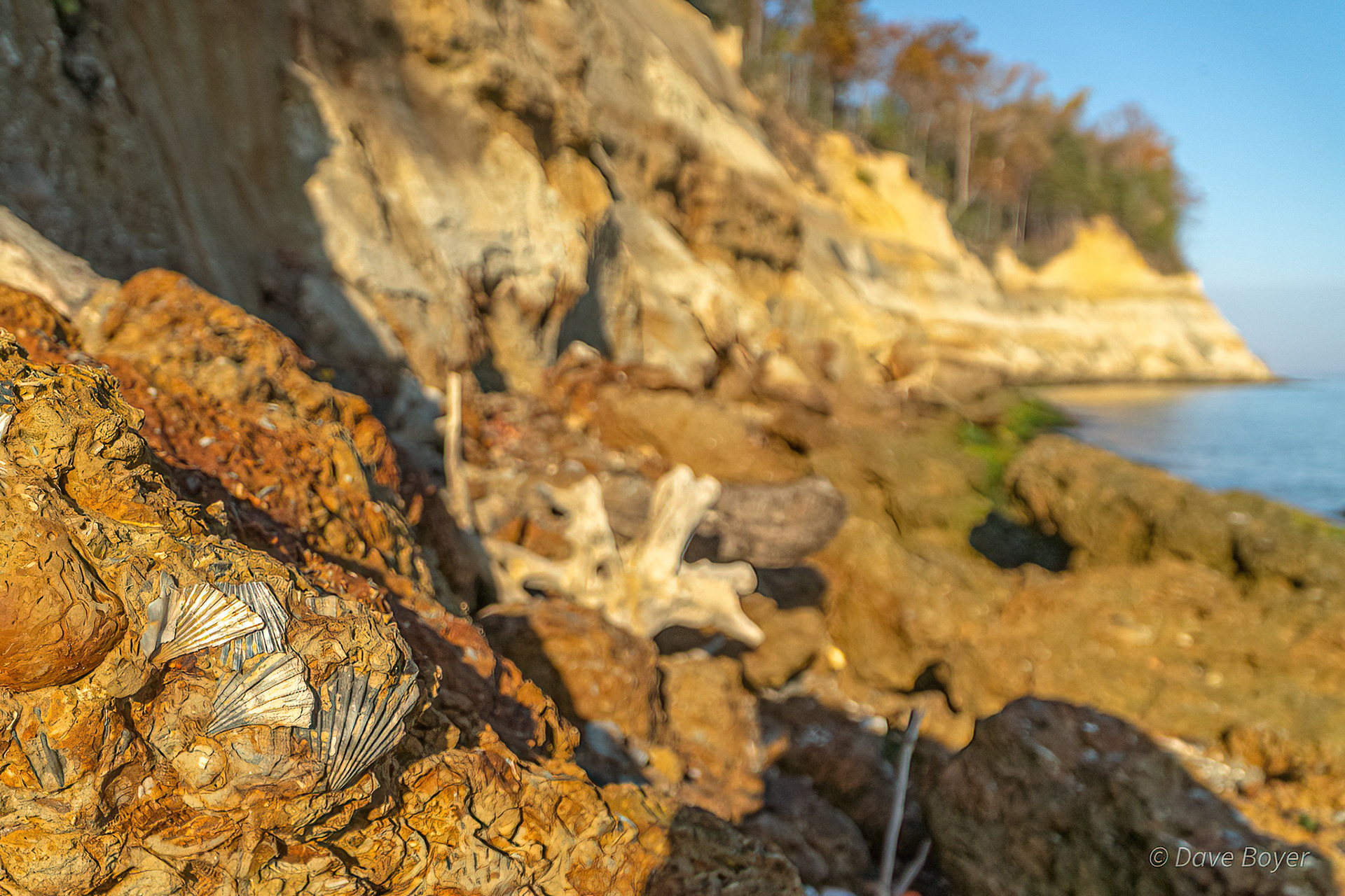 Fossils more than 10 million years old at Calvert Cliffs.