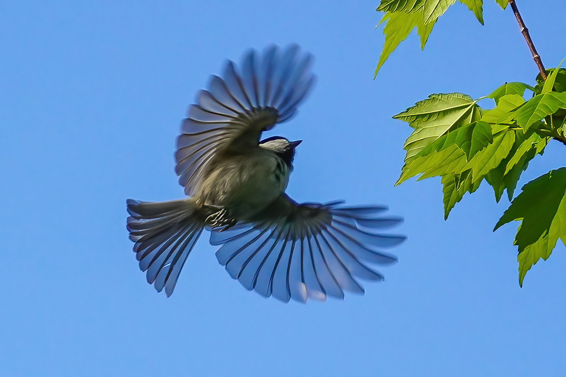 Black-capped chickadee