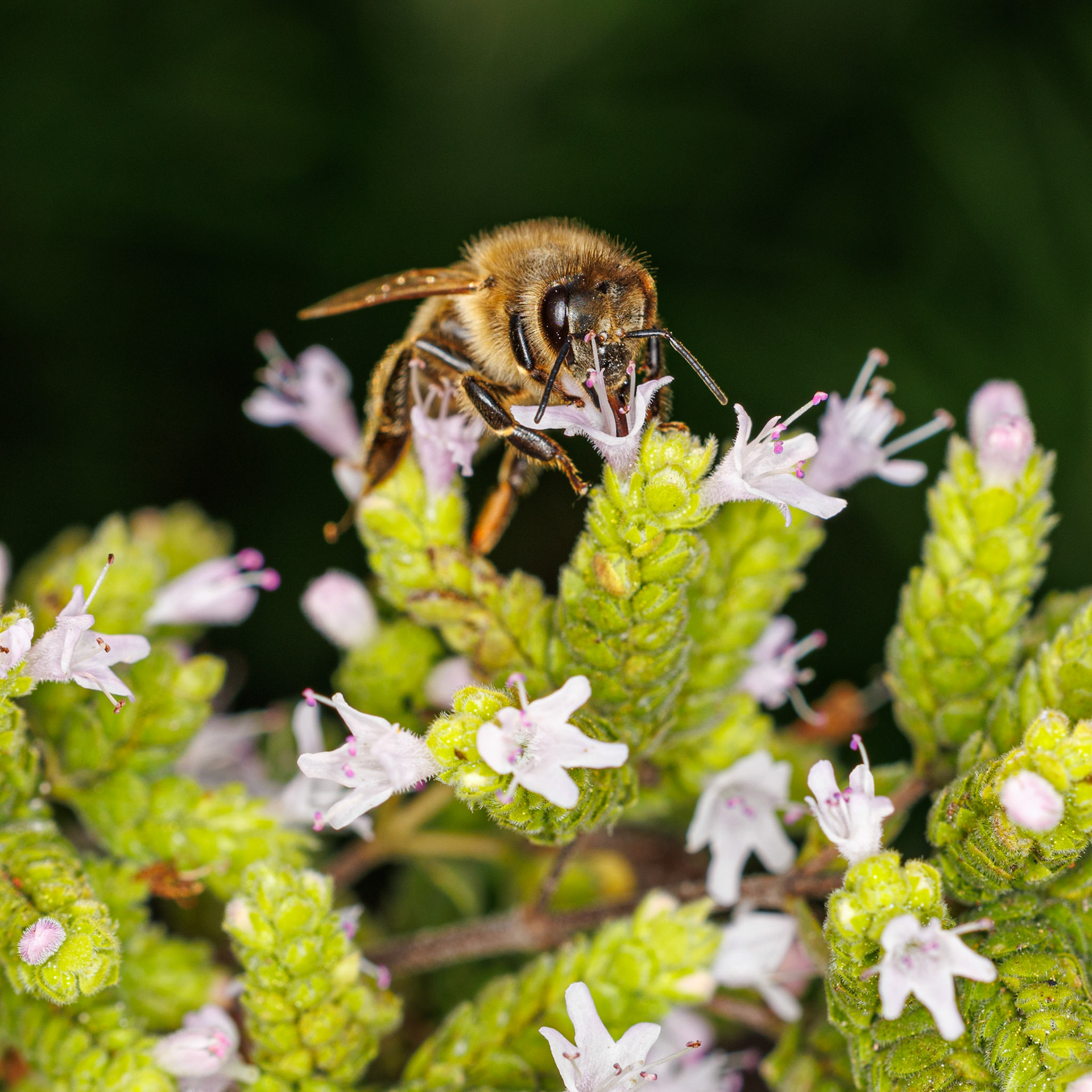 Westliche Honigbiene