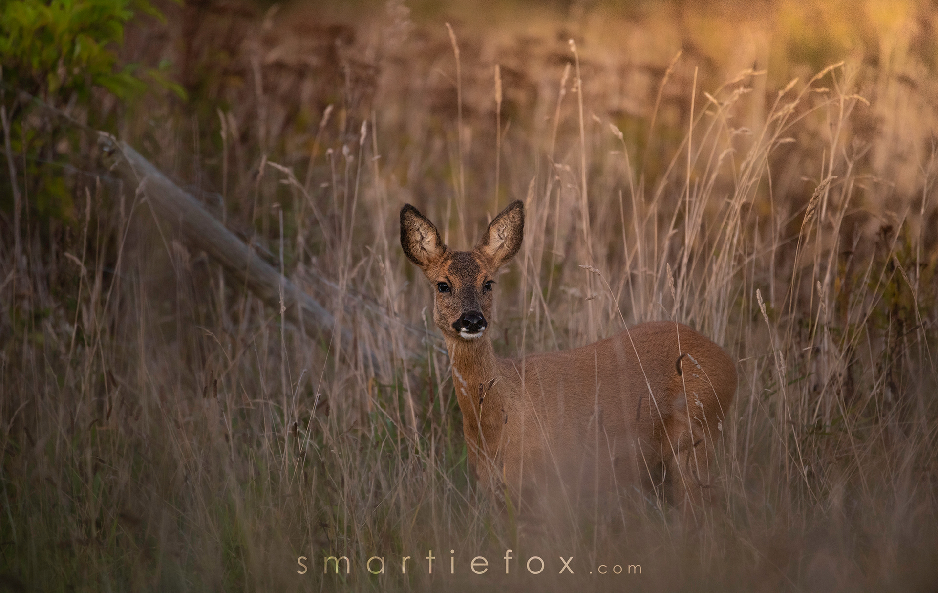 Nikon Z5, Sigma 150-600mm @600mm, ISO 2000, f/6,3, 1/125s (no tripod)
