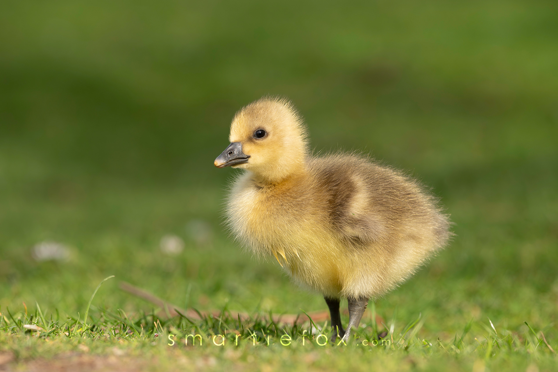 Nikon Z5, Sigma 150-600mm @400mm, ISO 800, f/8, 1/1000s