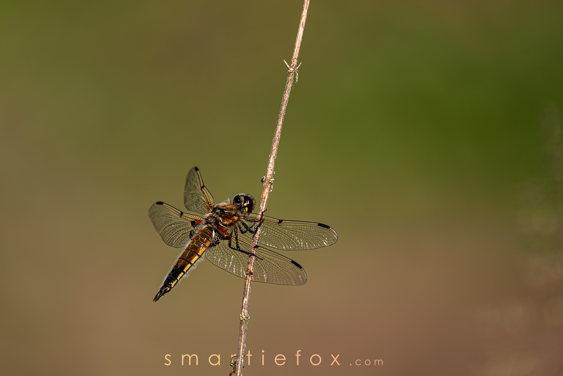 Nikon Z5, Sigma 150-600mm @150mm, ISO 100, f/6.3, 1/500s