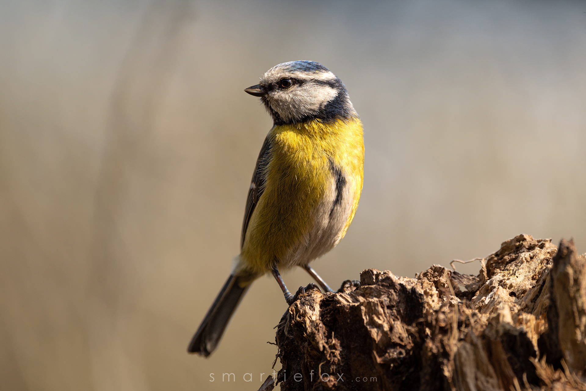 Nikon Z5, Sigma 150-600mm @600mm, ISO 400, f/6,3, 1/1600s
