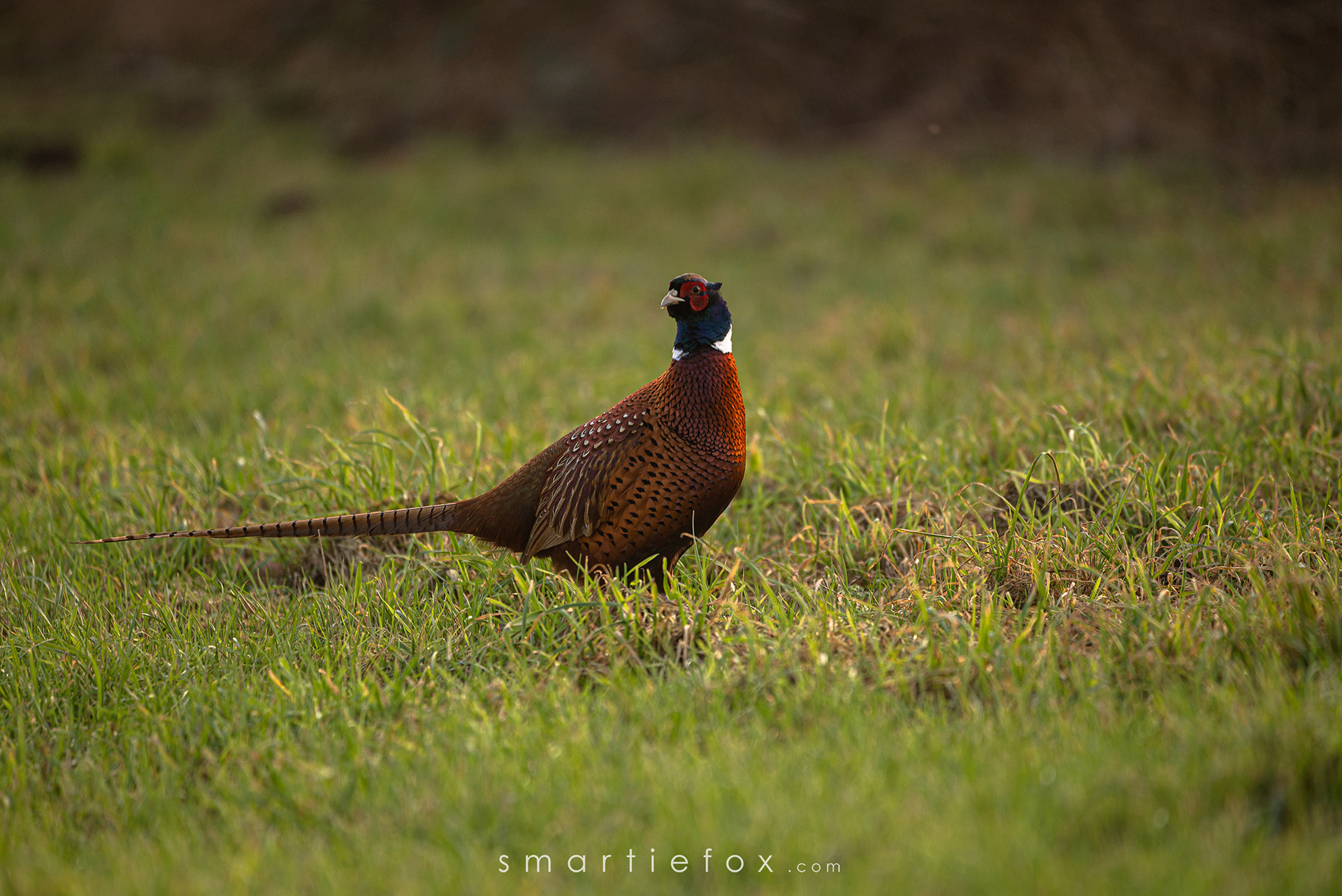 Nikon Z5, Sigma 150-600mm @600mm, ISO 400, f/6,3, 1/400s update: RIP, pheasant died in a car accident in April 2022 :(