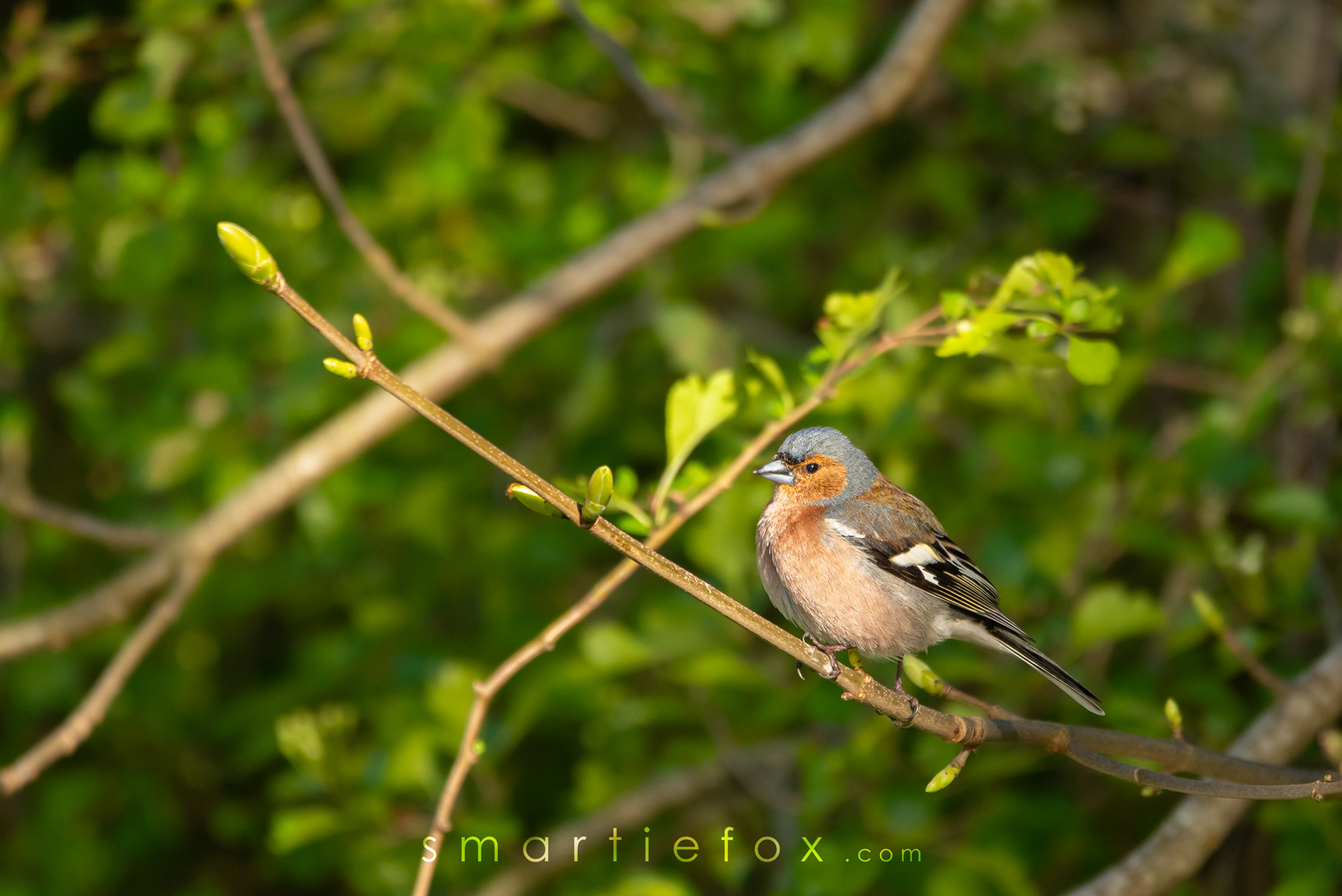 Nikon Z5, Sigma 150-600mm @600mm, ISO 3600, f/6.3, 1/400s