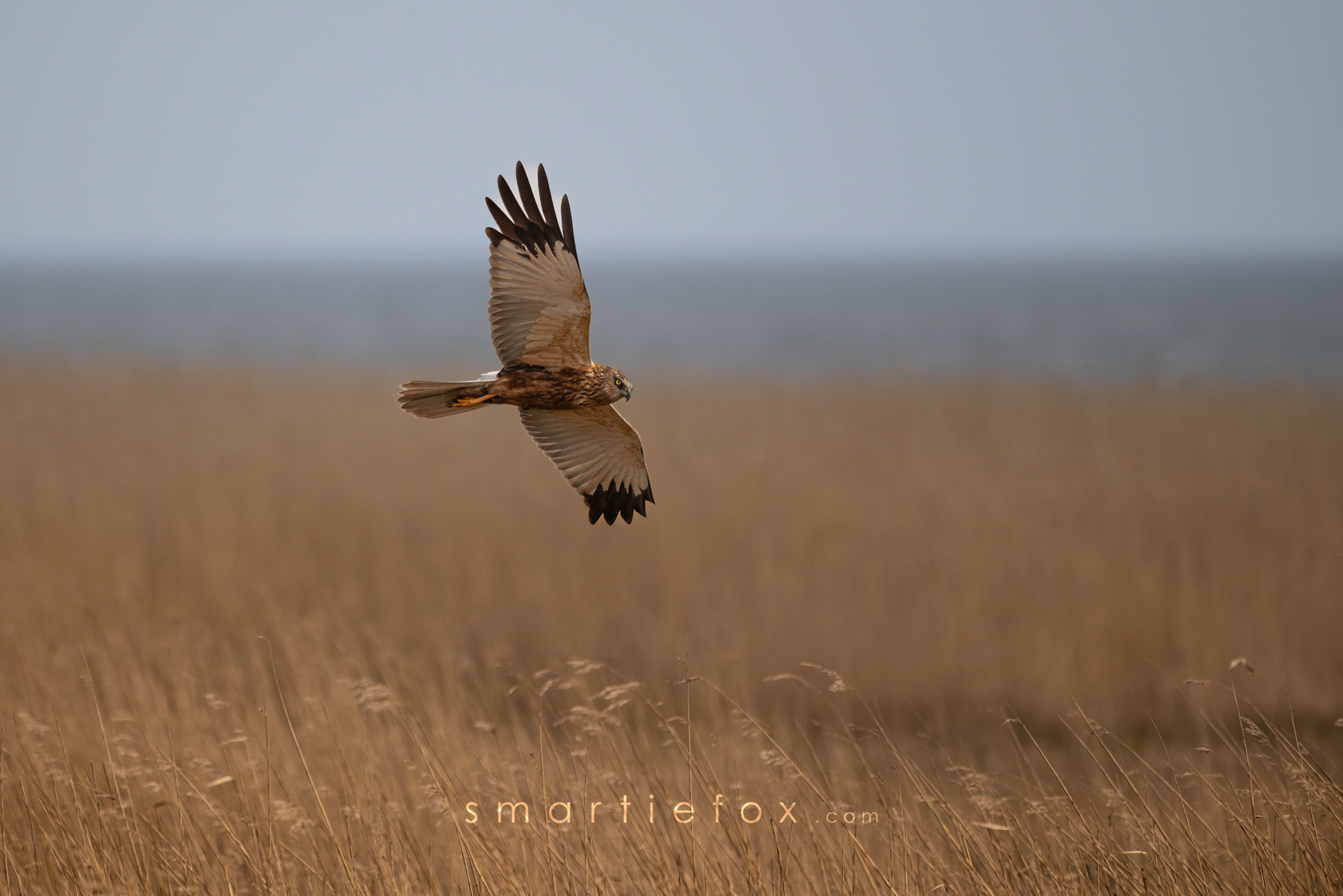 Nikon Z5, Sigma 150-600mm @600mm, ISO 320, f/7.1, 1/1600s