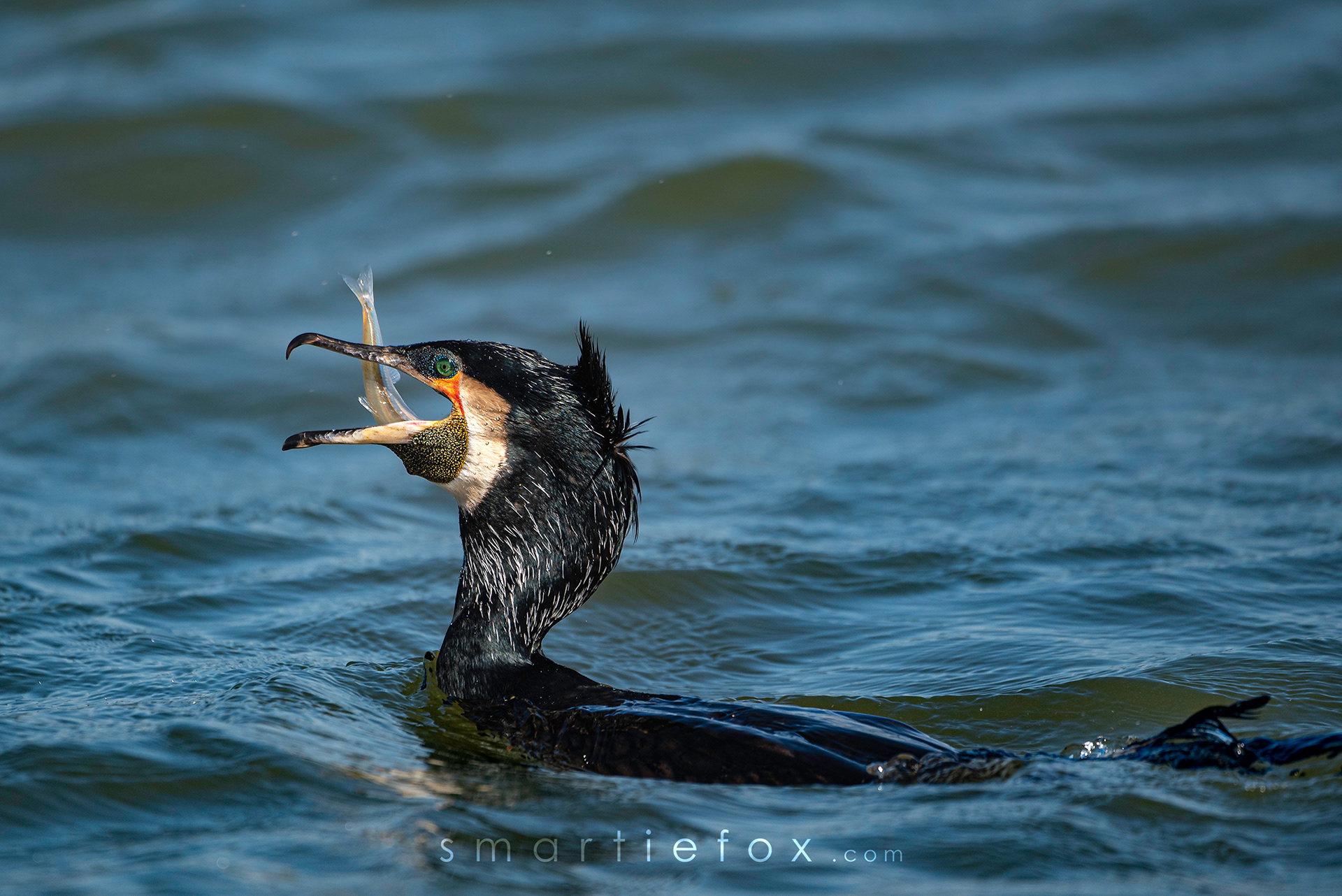 Nikon Z5, Sigma 150-600mm @600mm, ISO 280, f/6.3, 1/1250s