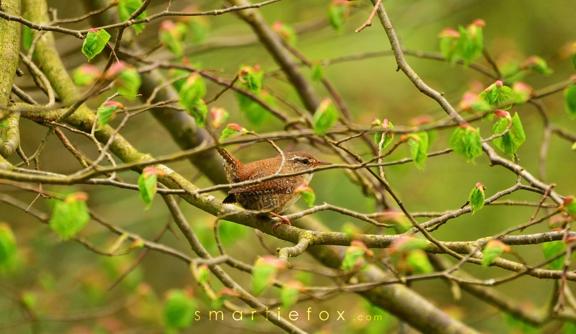 Nikon D3100, Sigma 150-600mm @600mm, ISO 800, f/6,3, 1/200s