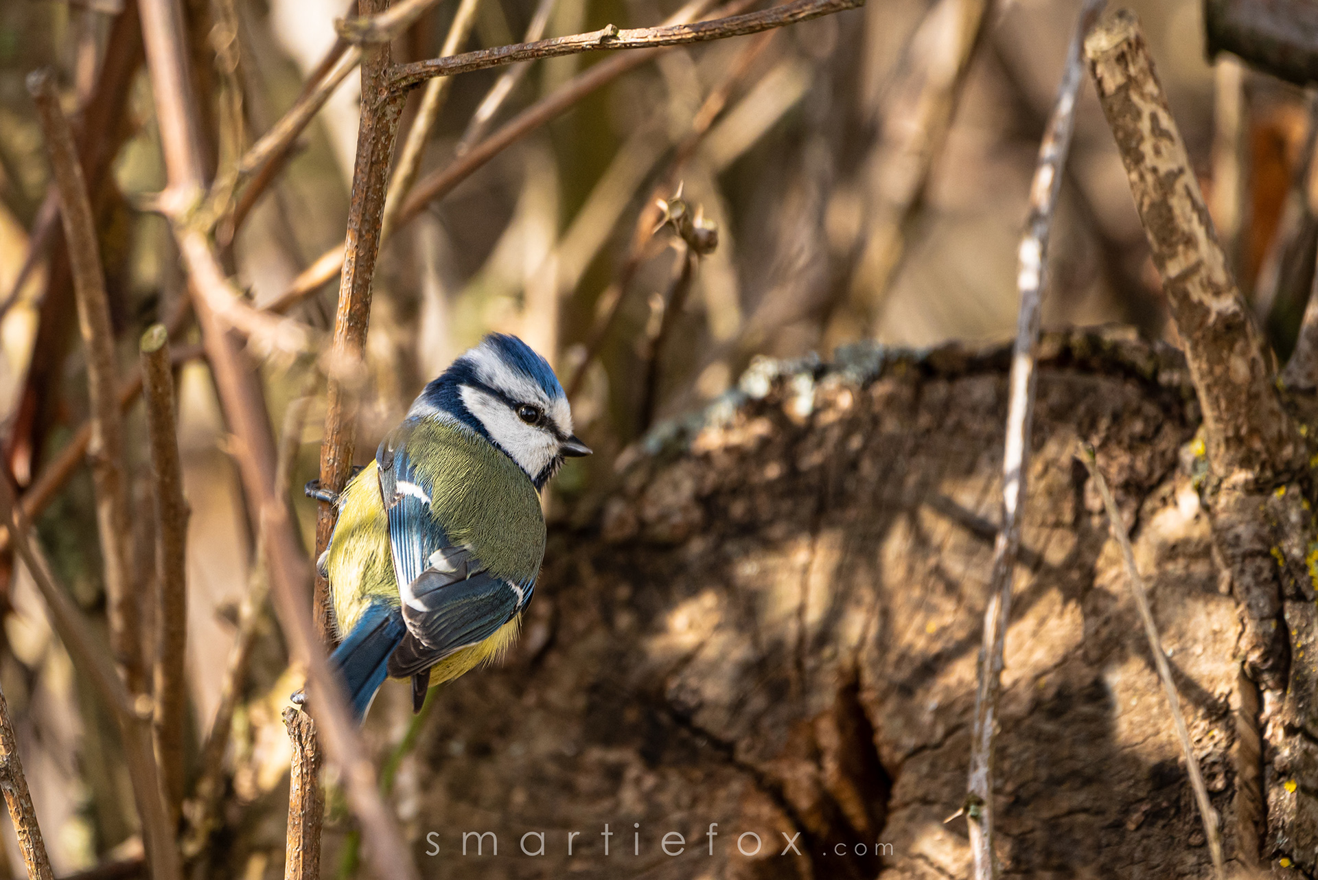Nikon Z5, Sigma 150-600mm @600mm, ISO 800, f/6,3, 1/800s