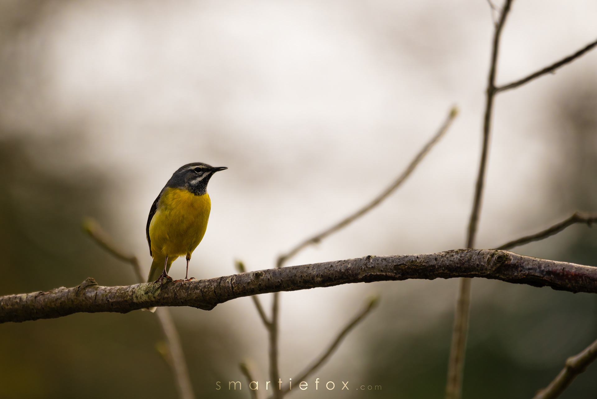 Nikon Z5, Sigma 150-600mm @600mm, ISO 400, f/6,3, 1/1250s