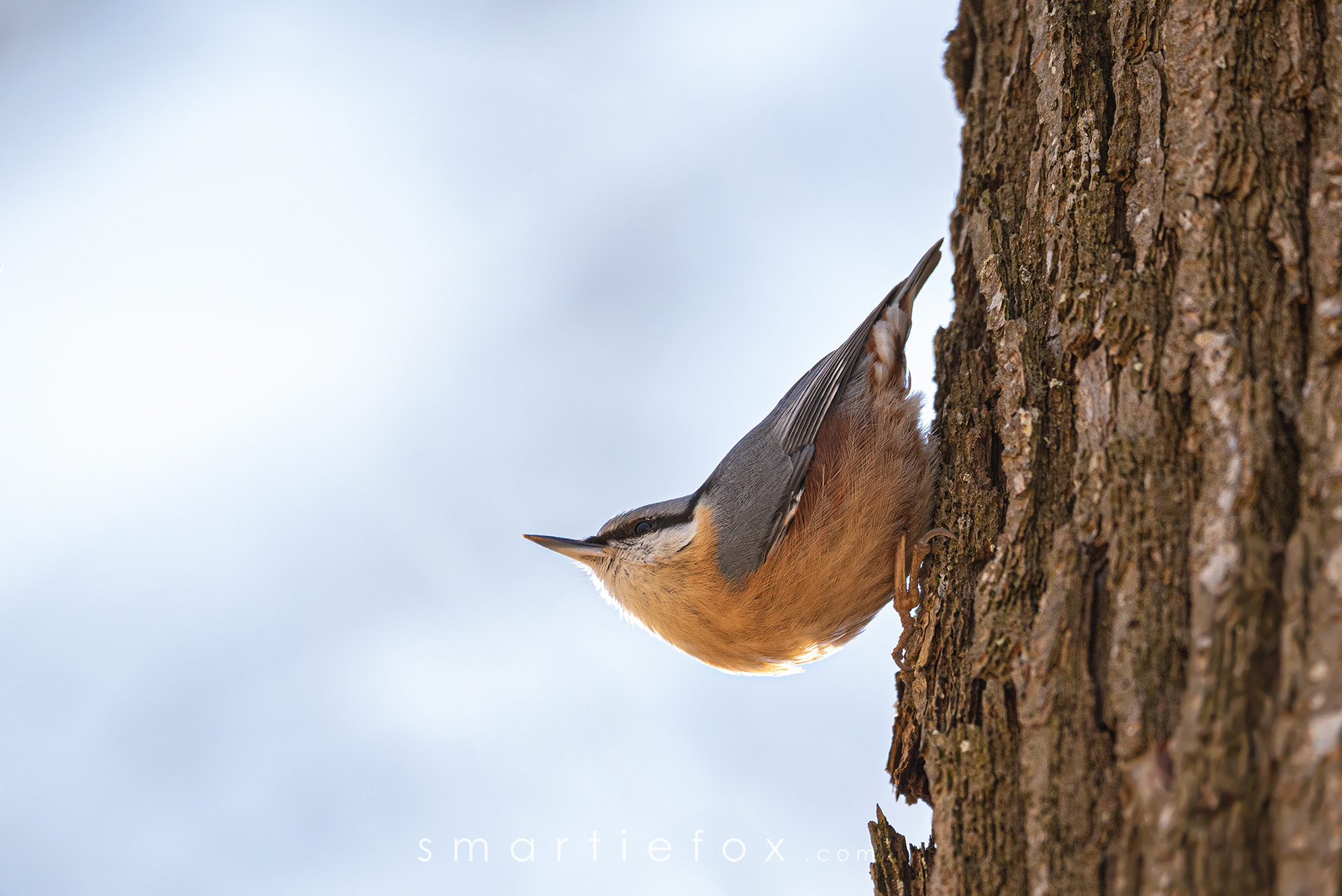 Nikon Z5, Sigma 150-600mm @600mm, ISO 1000, f/6,3, 1/640s
