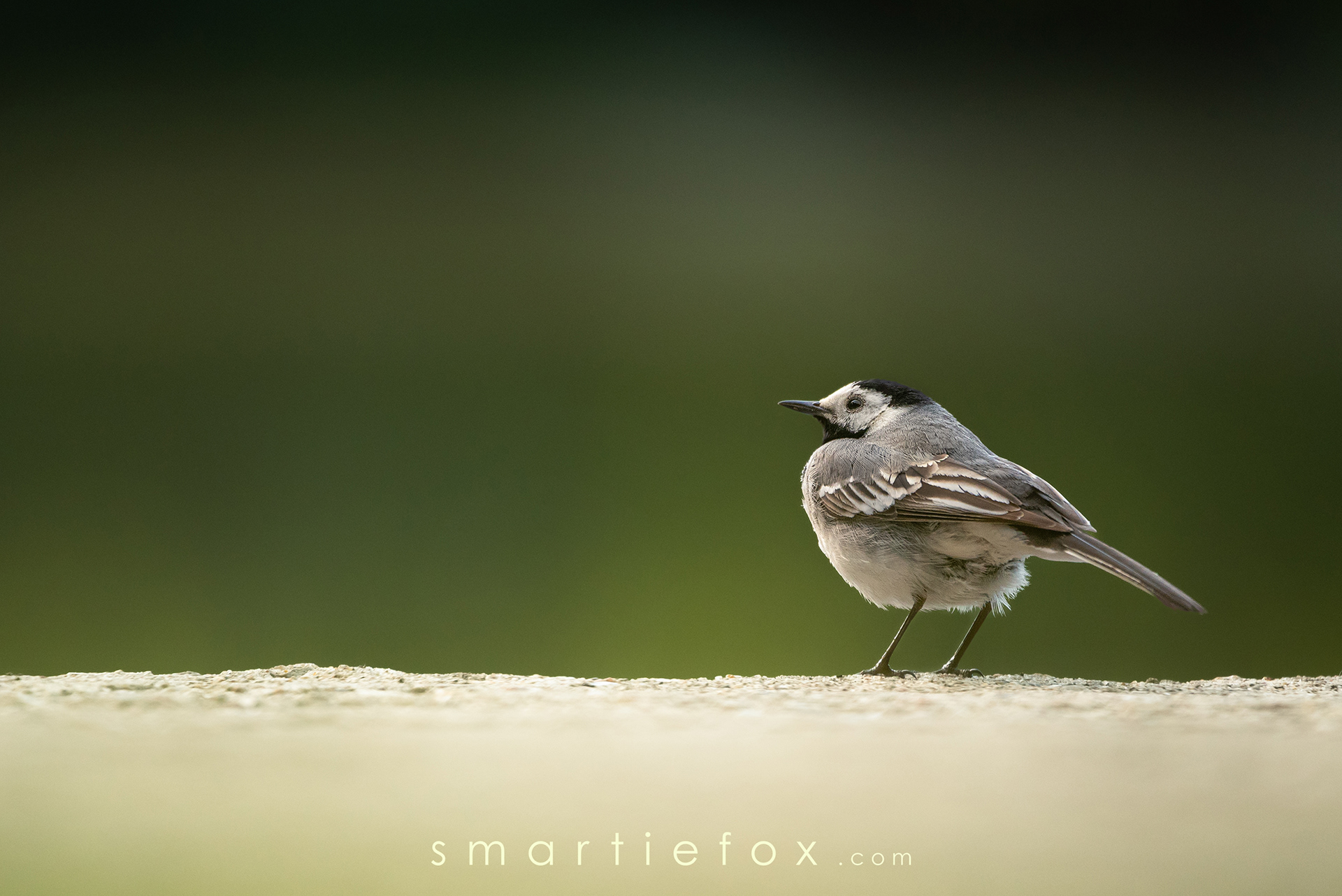 Nikon Z5, Sigma 150-600mm @600mm, ISO 2000, f/5, 1/640s