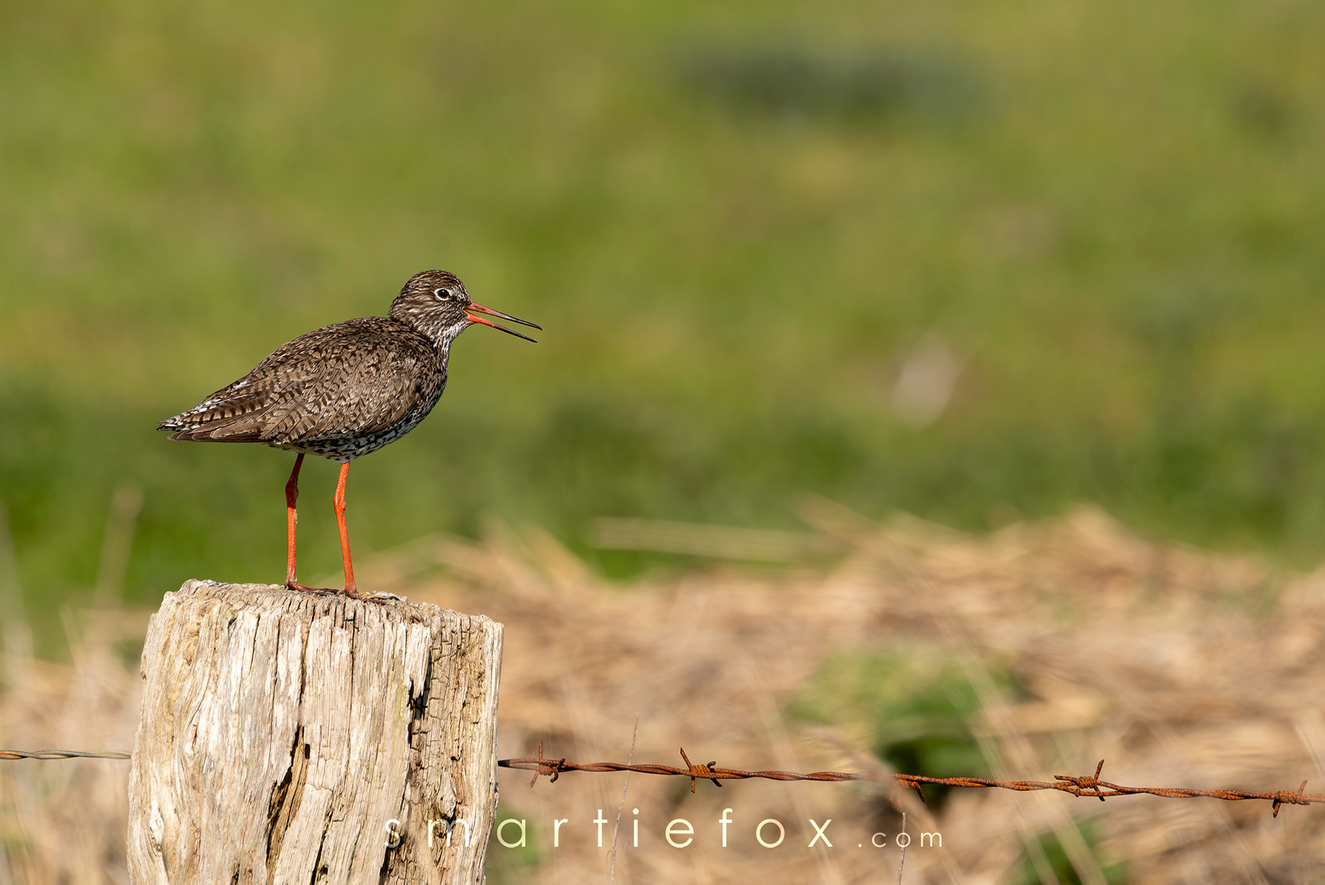 Nikon Z5, Sigma 150-600mm @600mm, ISO 220, f/9, 1/640
