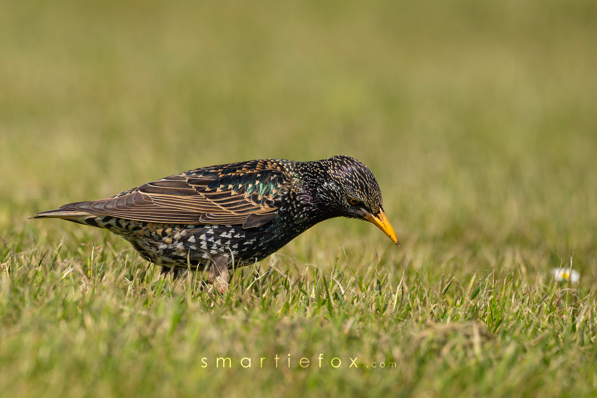Nikon Z5, Sigma 150-600mm @600mm, ISO 450, f/9, 1/1600s