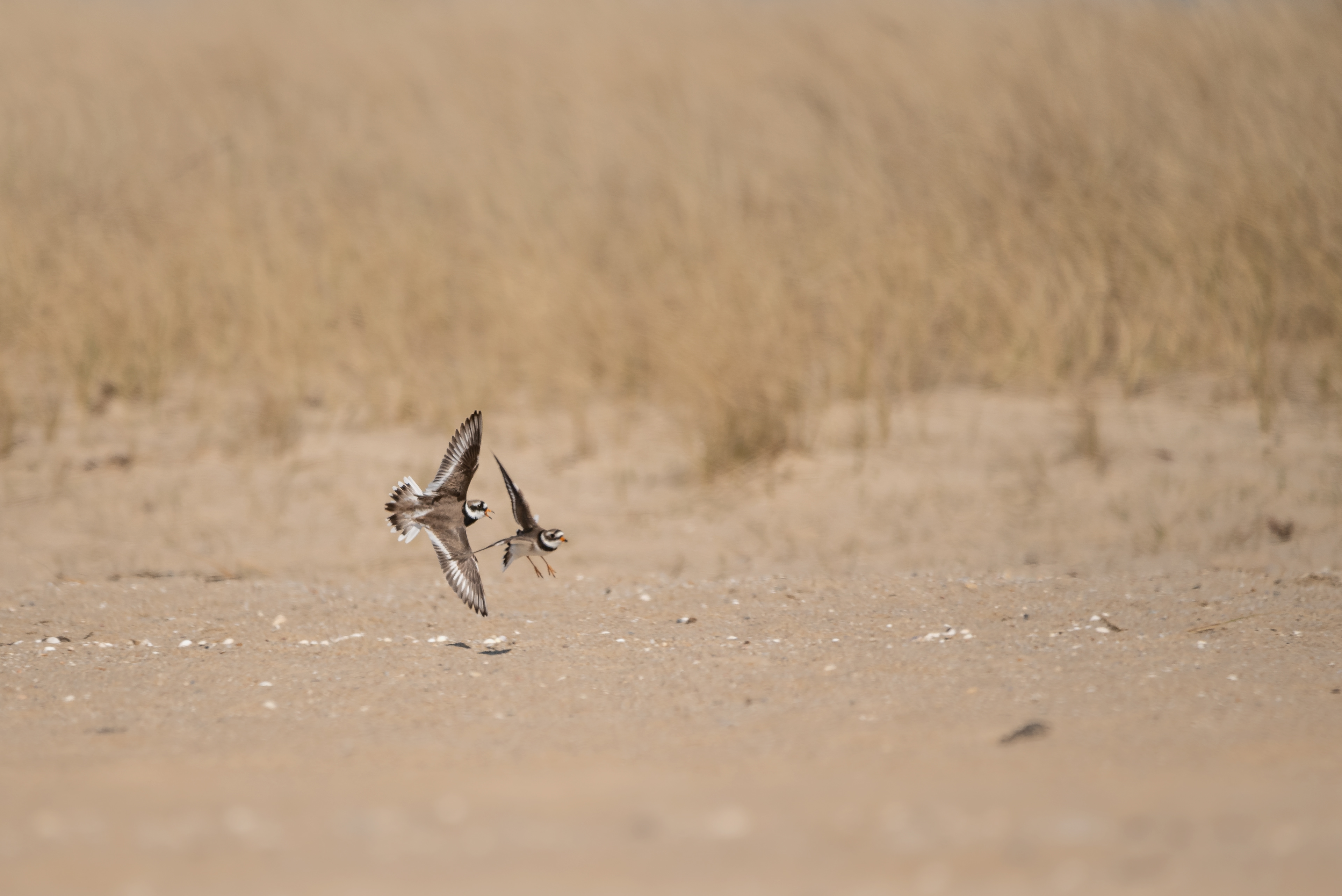 Nikon Z5, Sigma 150-600mm @600mm, ISO 100, f/6.3, 1/1000s