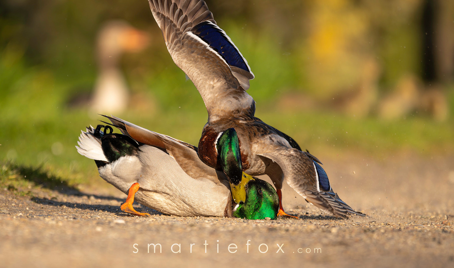 Nikon Z5, Sigma 150-600mm @600mm, ISO 360, f/6.3, 1/1250s