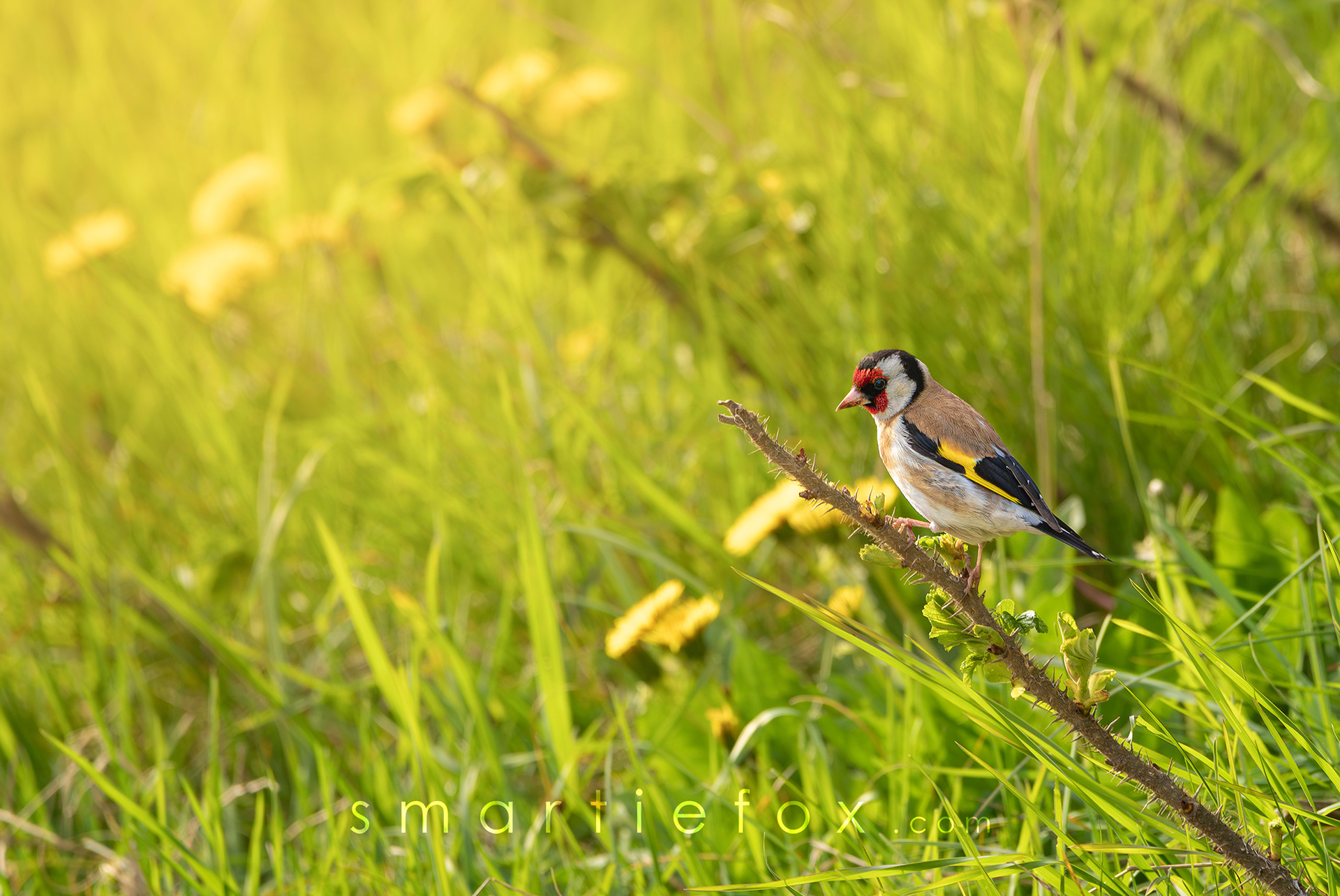 Nikon Z5, Sigma 150-600mm @600mm, ISO 1000, f/8, 1/1000s