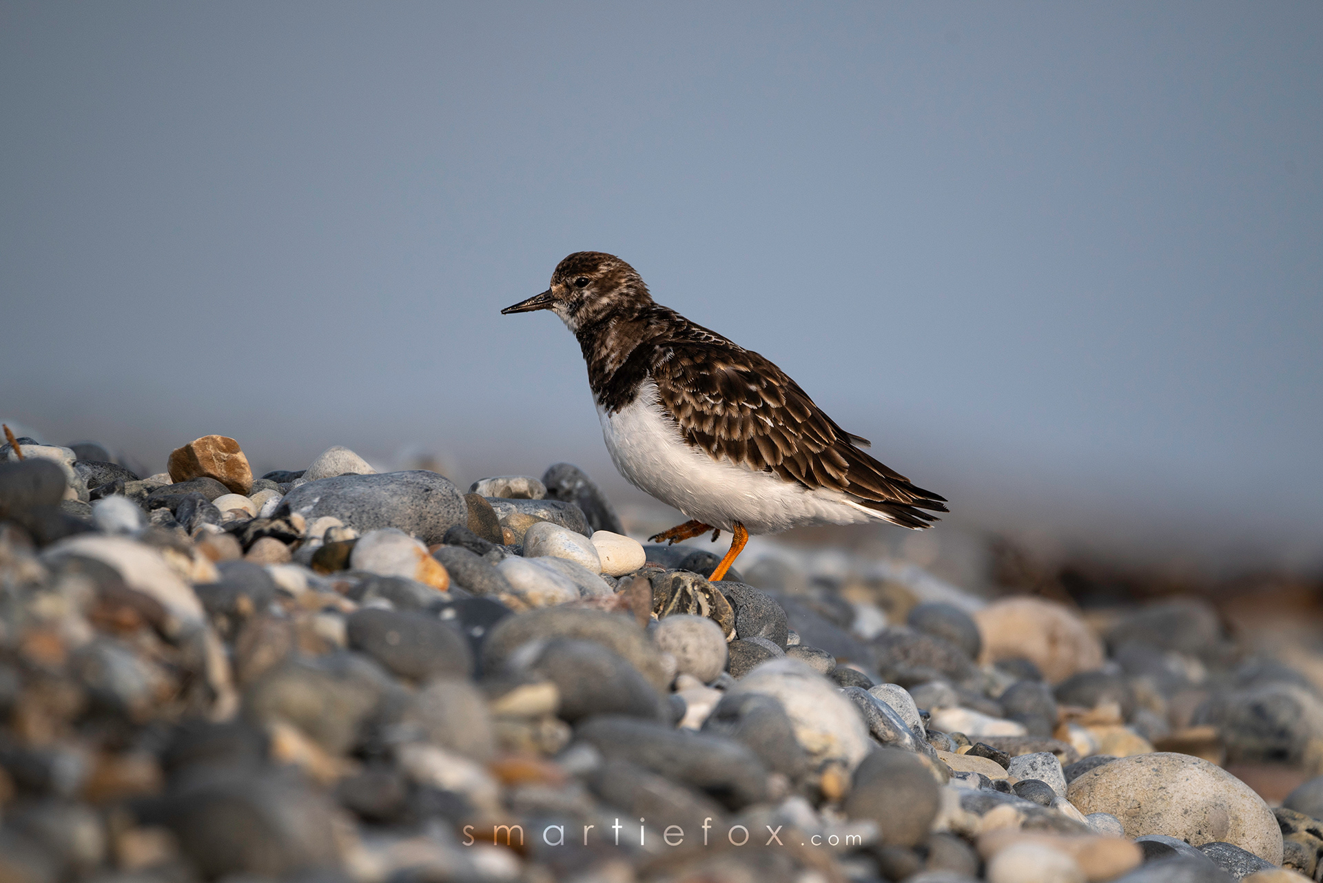 Nikon Z5, Sigma 150-600mm @600mm, ISO 320, f/6.3, 1/1600