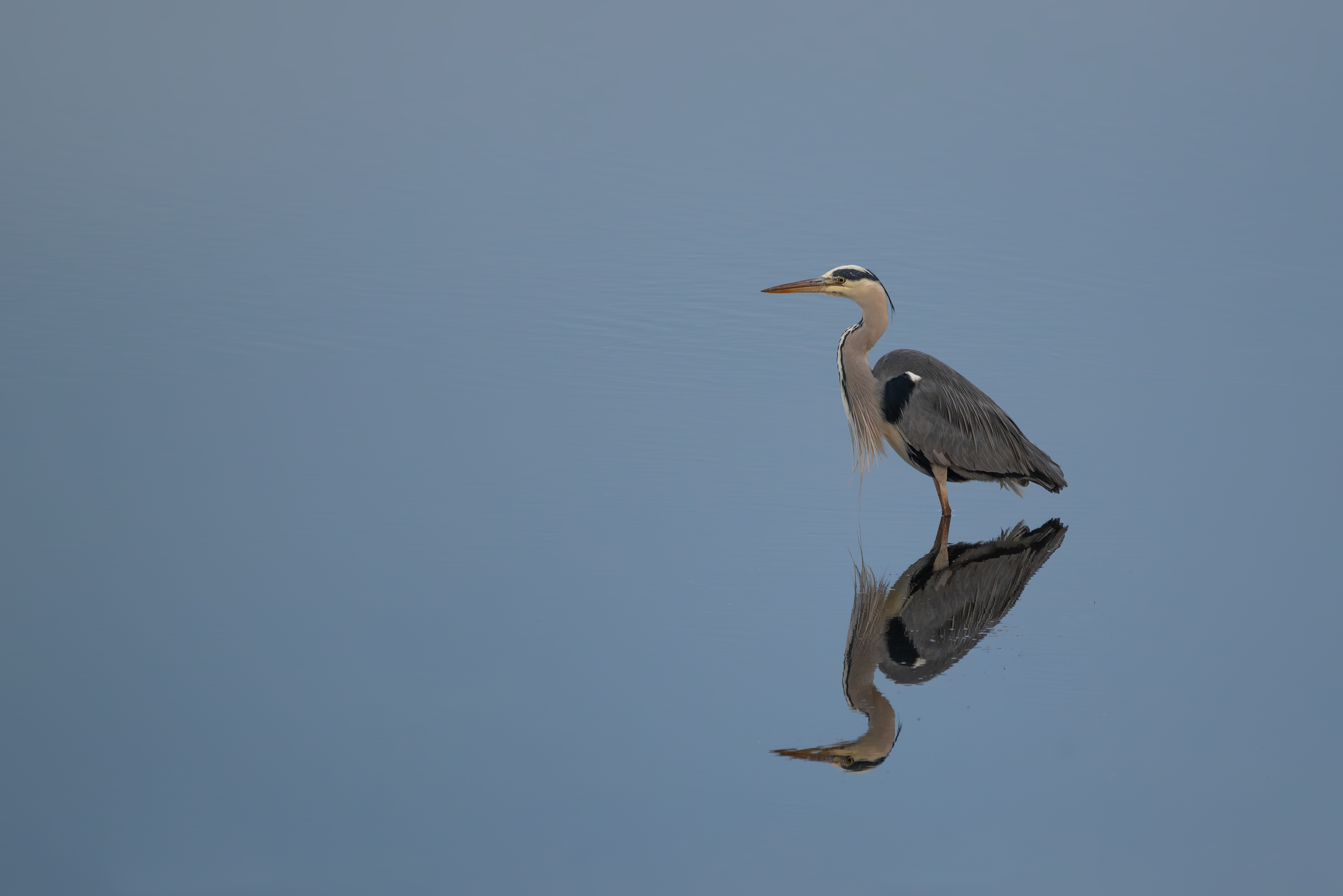 Nikon Z5, Sigma 150-600mm , ISO 320, f/6.3, 1/200