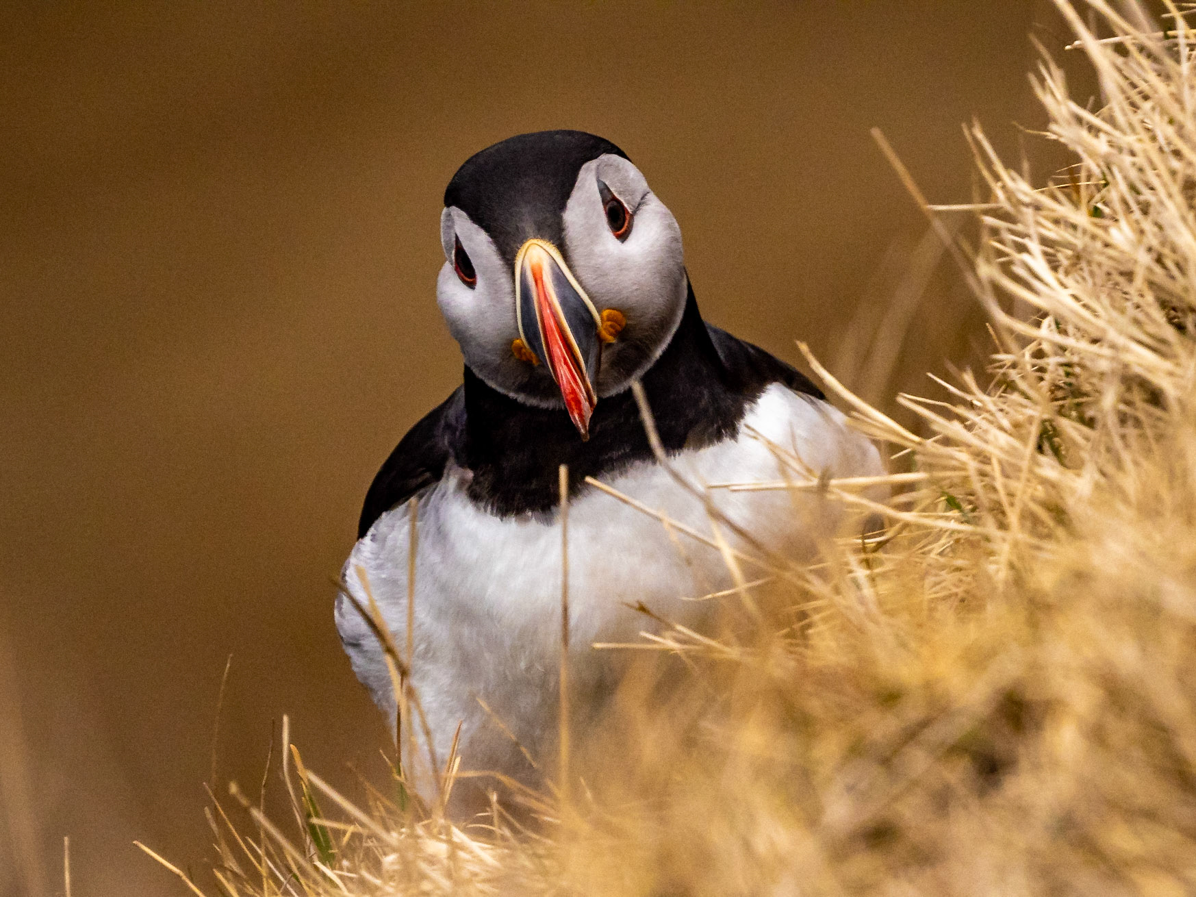 Puffins auf Dyrholaey