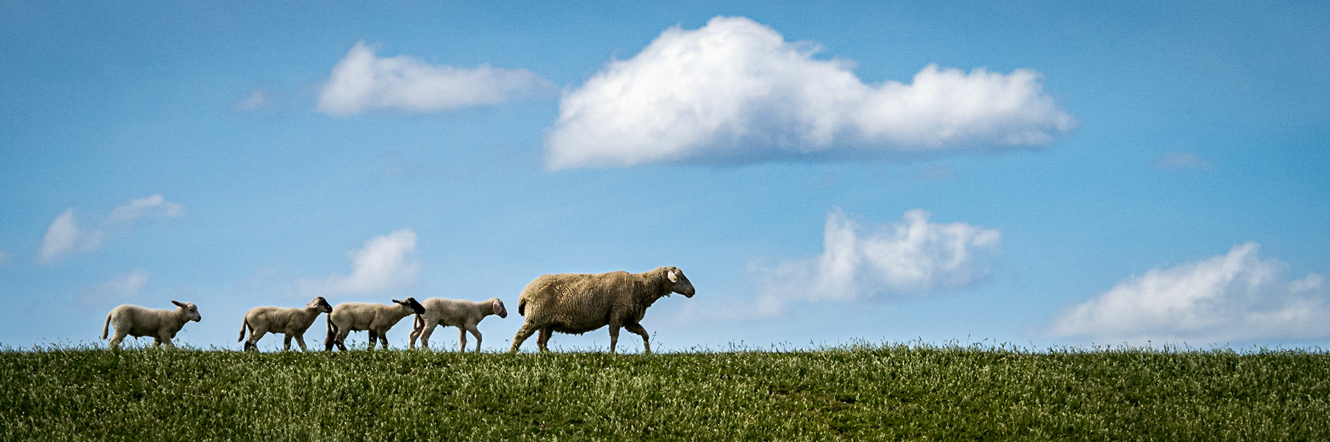 Sonntagsspaziergang aufm Deich