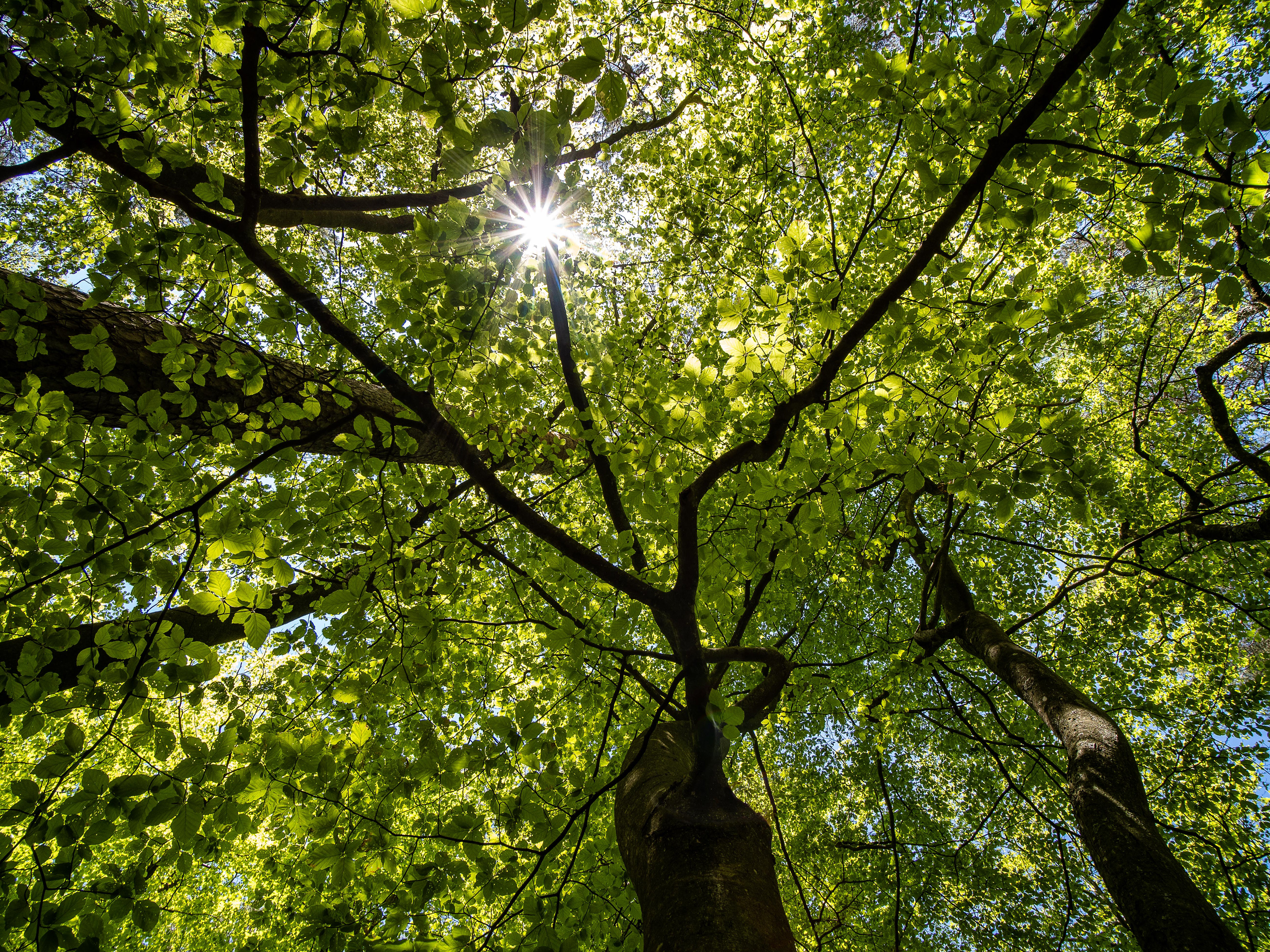 Tag 157: Tag im Wald