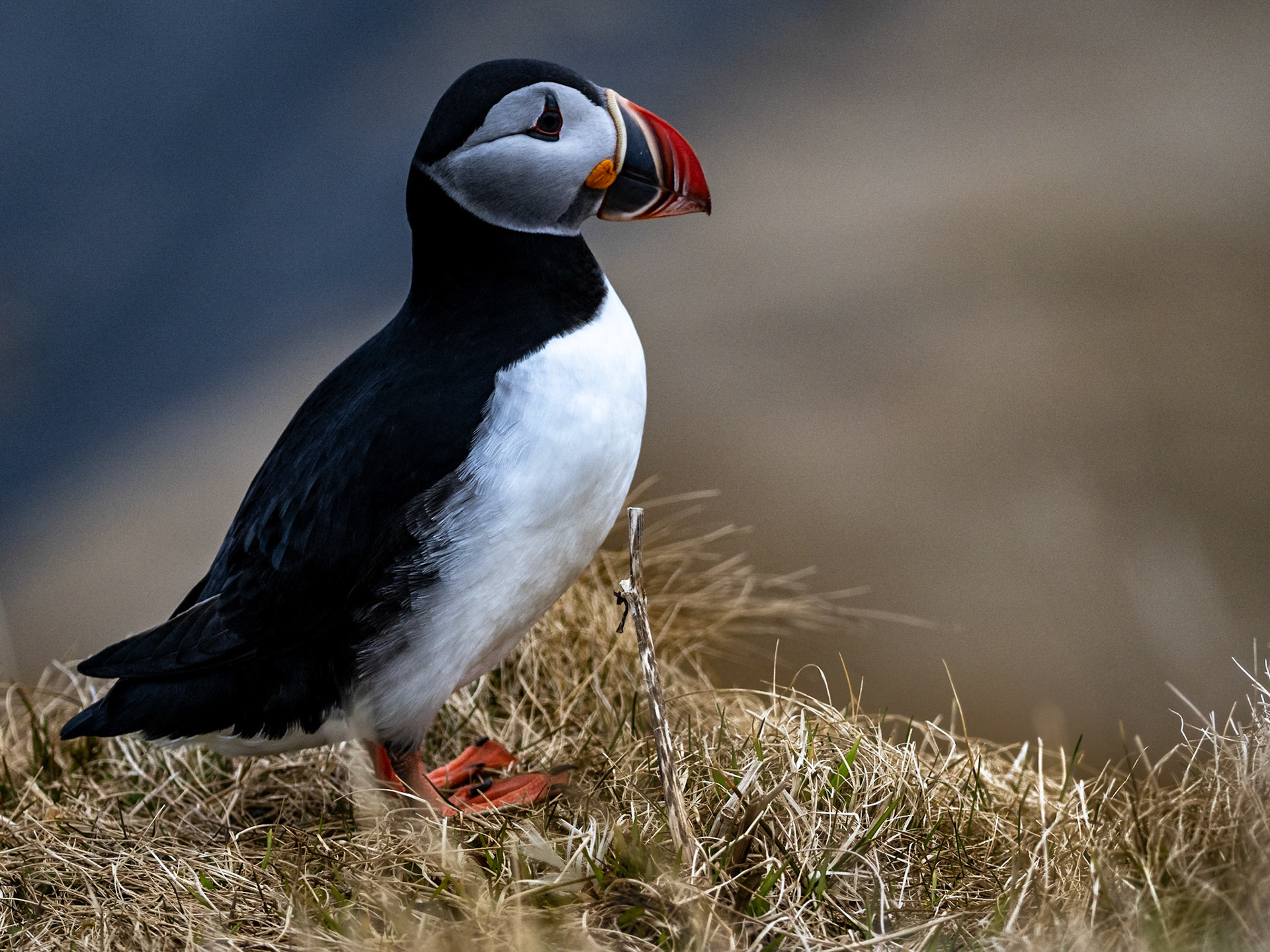 Puffins aus nächster Nähe