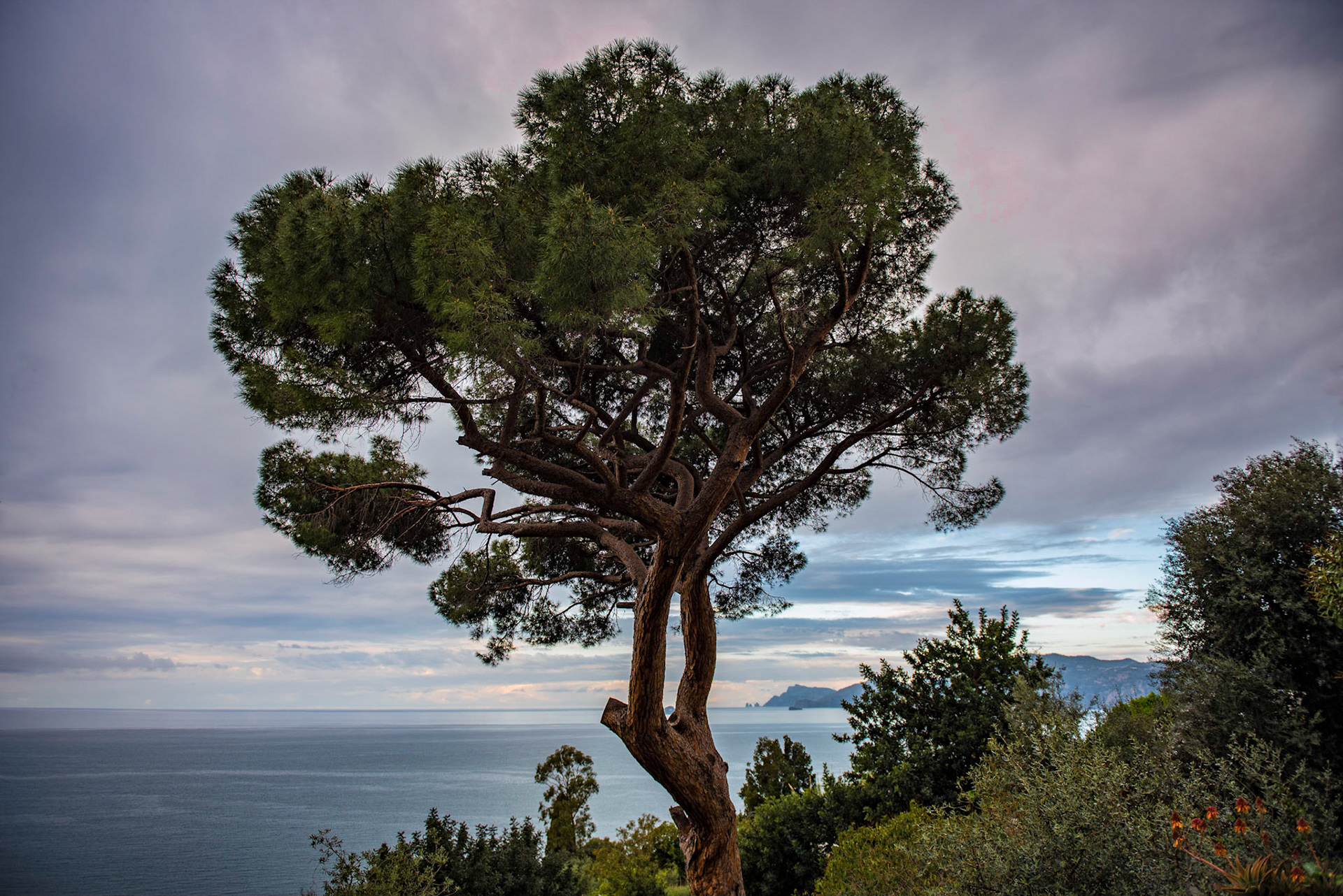 Praianos schönster Baum
