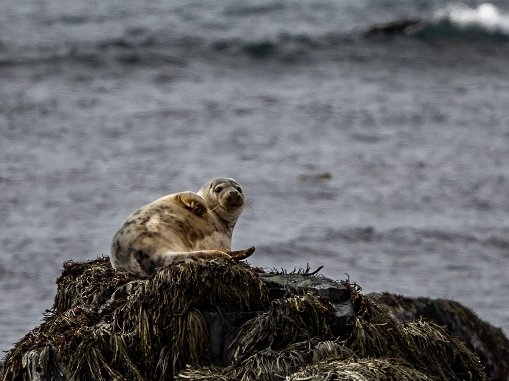 Seehunde am Ytri Tunga Beach