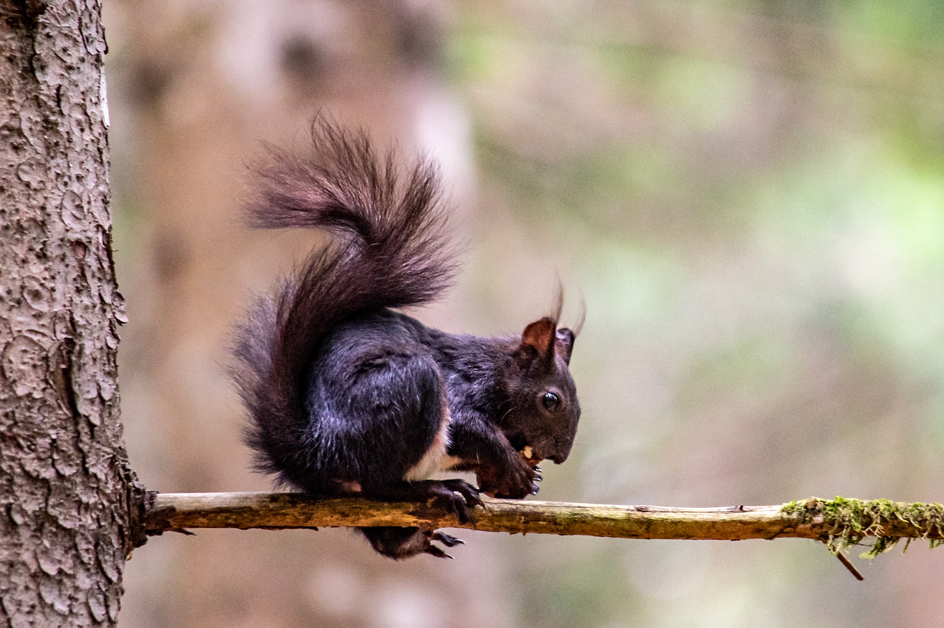 Eichhörnchenwald in Fischen