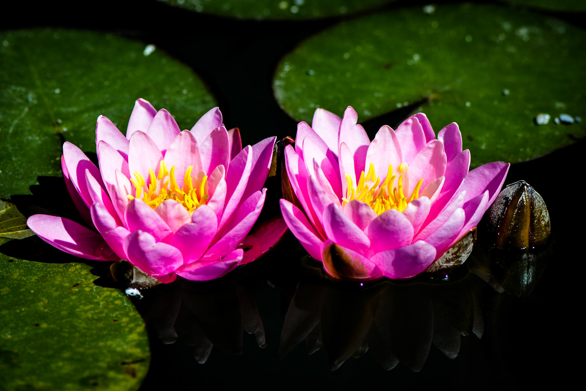 Blumenpracht auf der Insel Mainau