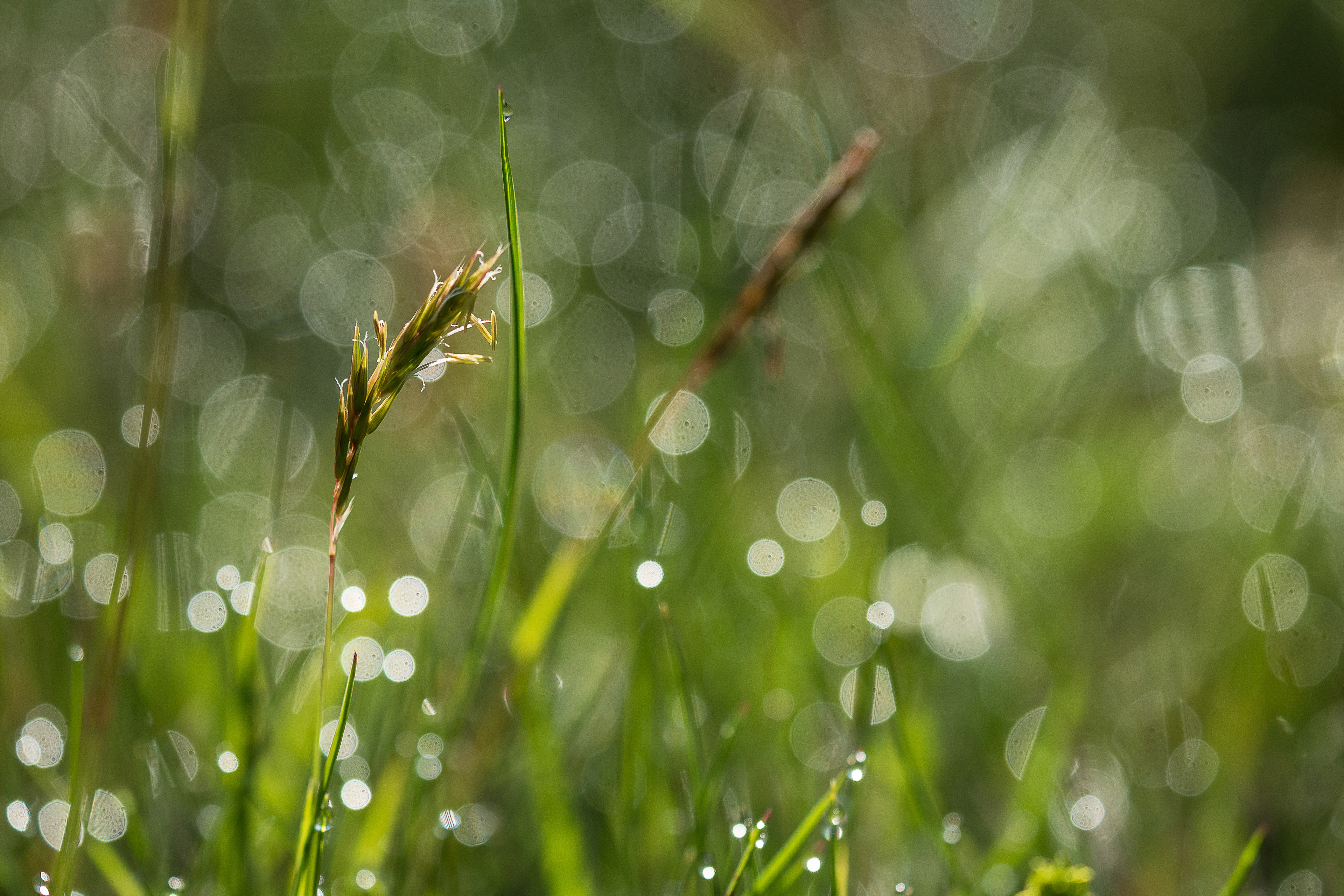Tag 142: kunstvolles Bokeh