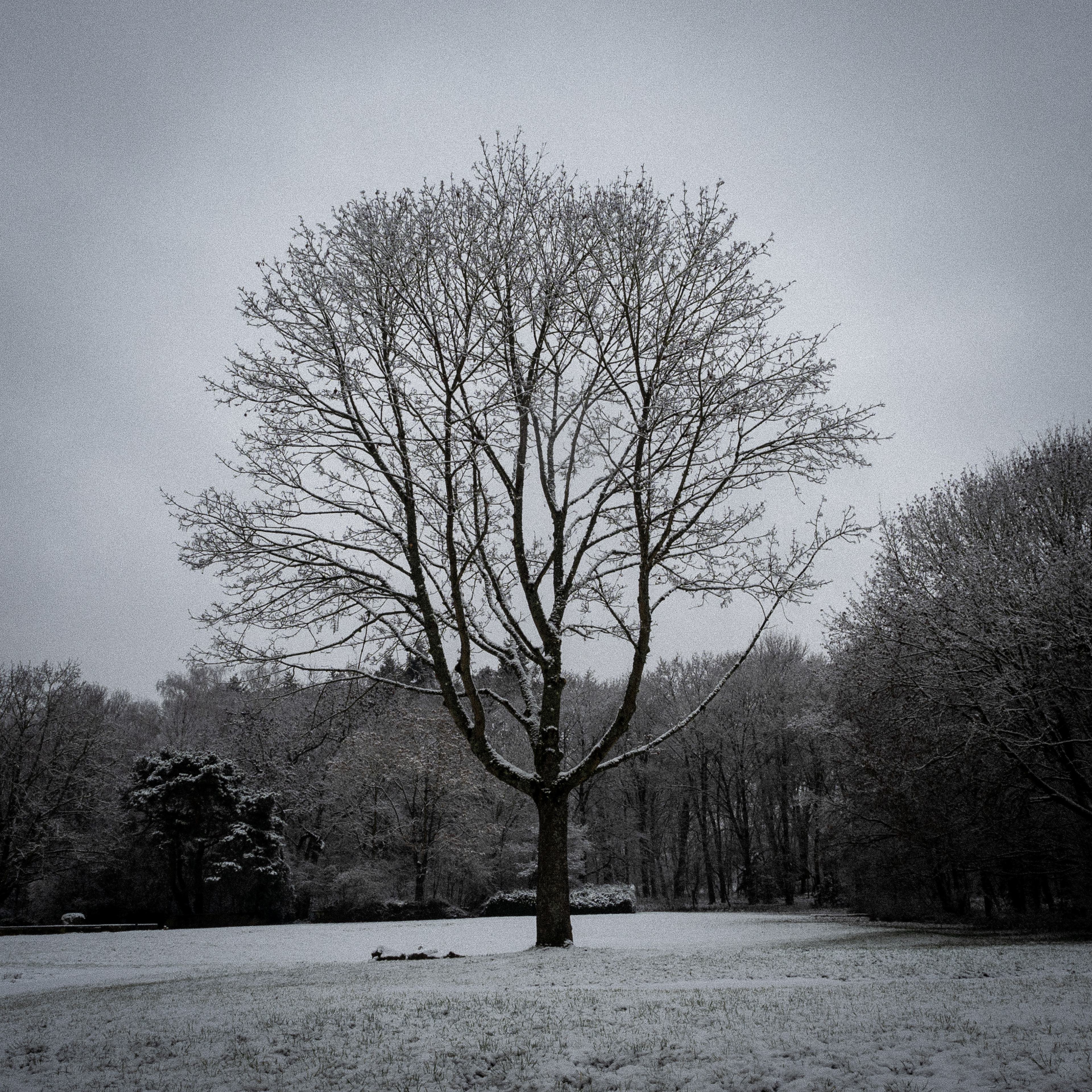 Januar - Frost