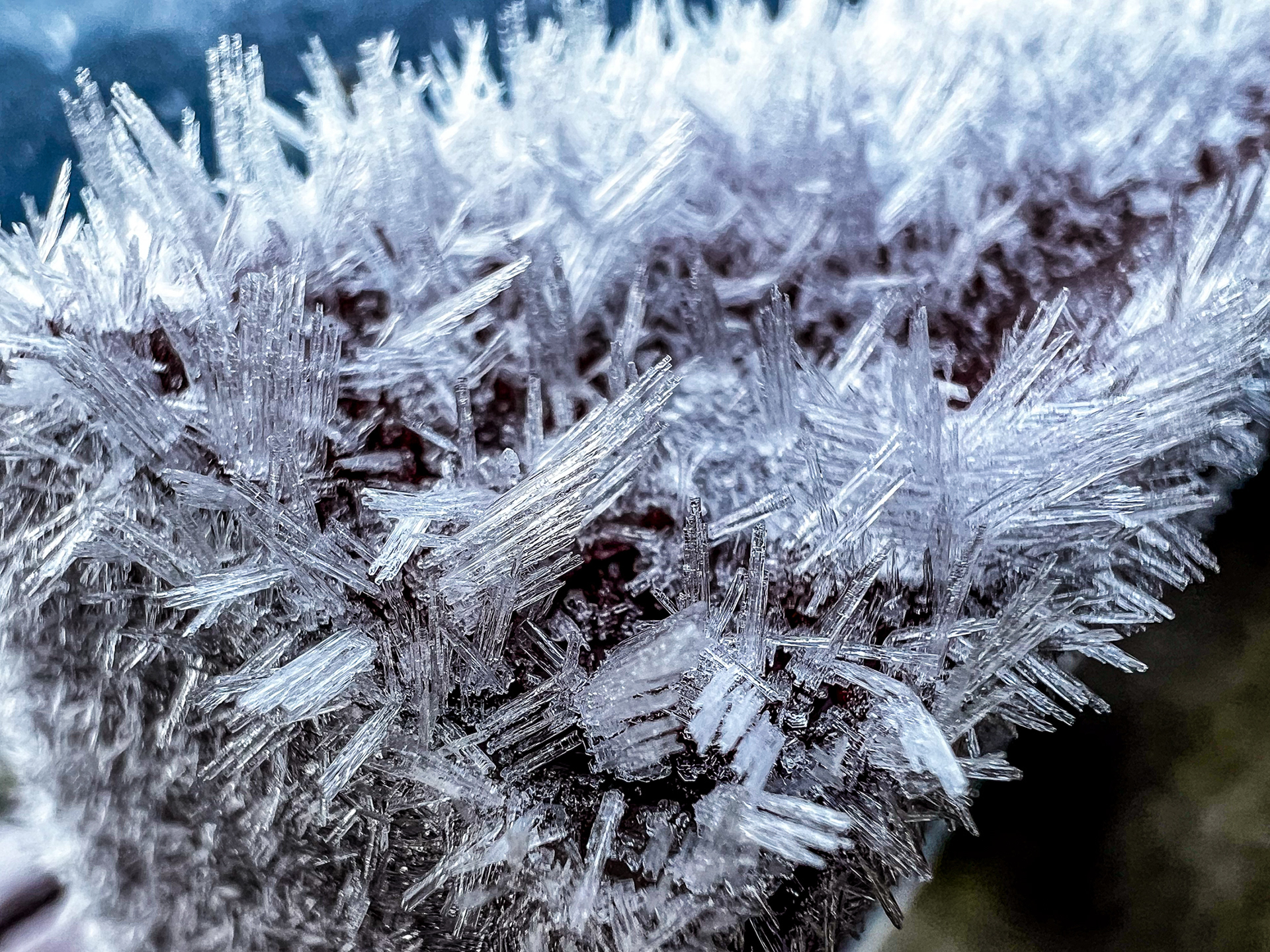 9.12. Morgenfrost