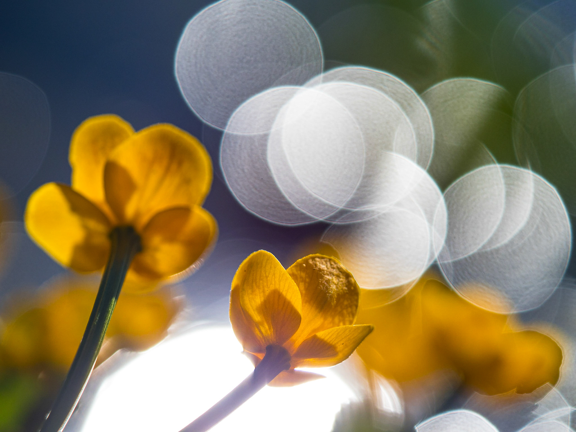 Bokeh am See