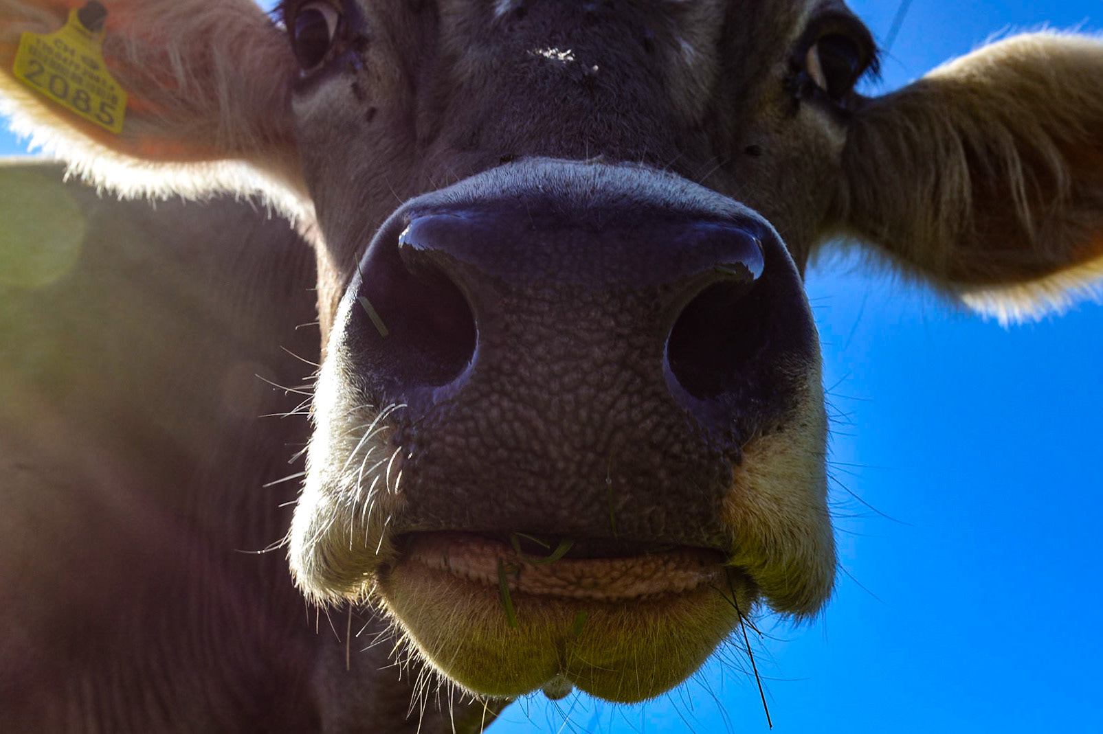 Appenzeller Topmodell