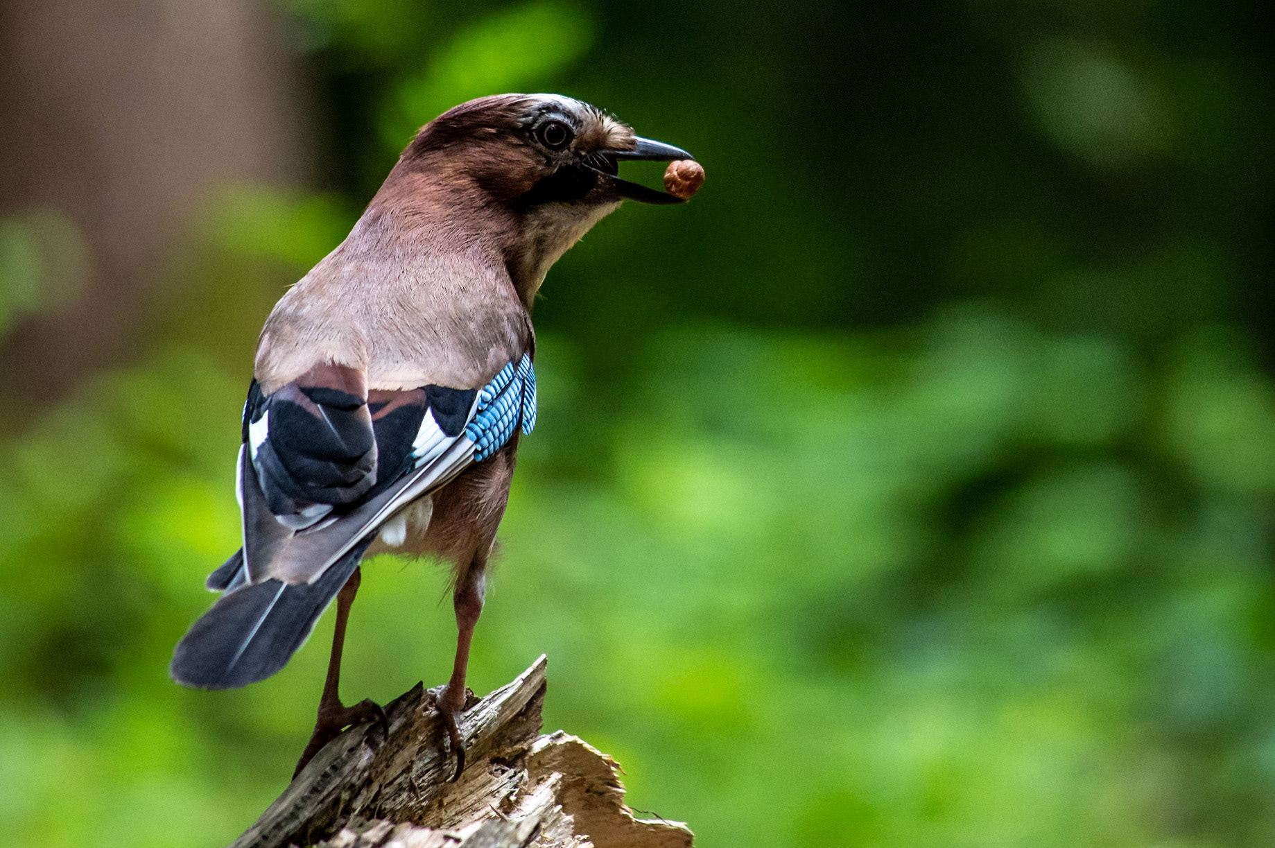 Ein Dieb im Eichhörnchenwald