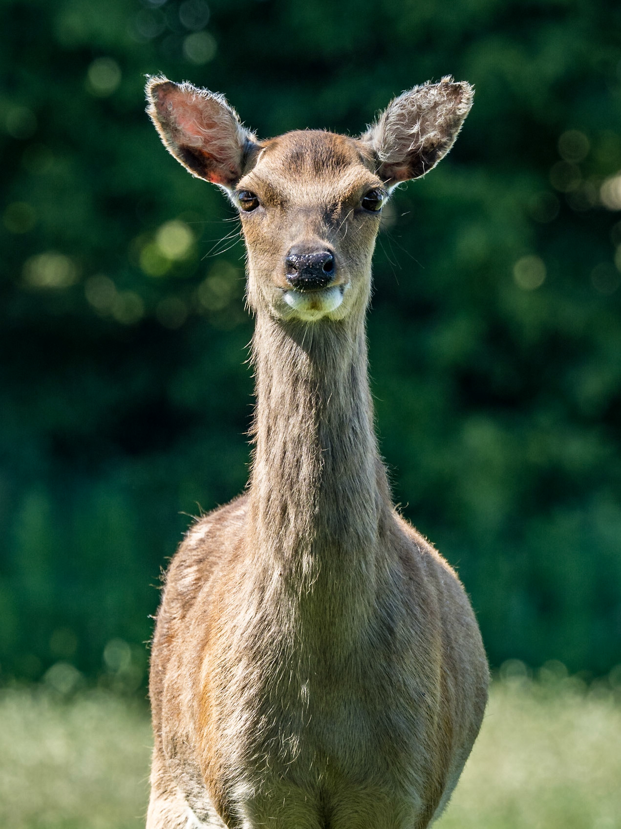 Ein Reh in der Schafsherde