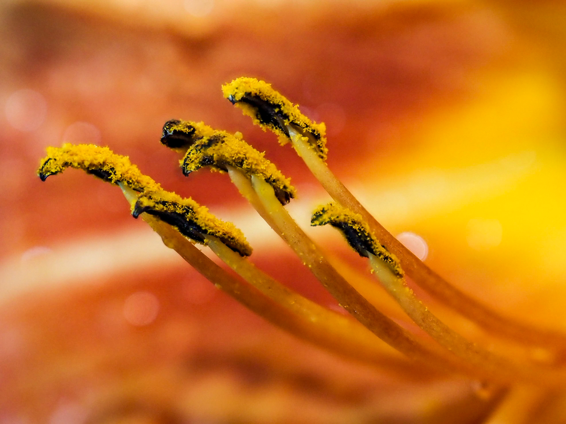 Regen-Makro-Session im Kurpark
