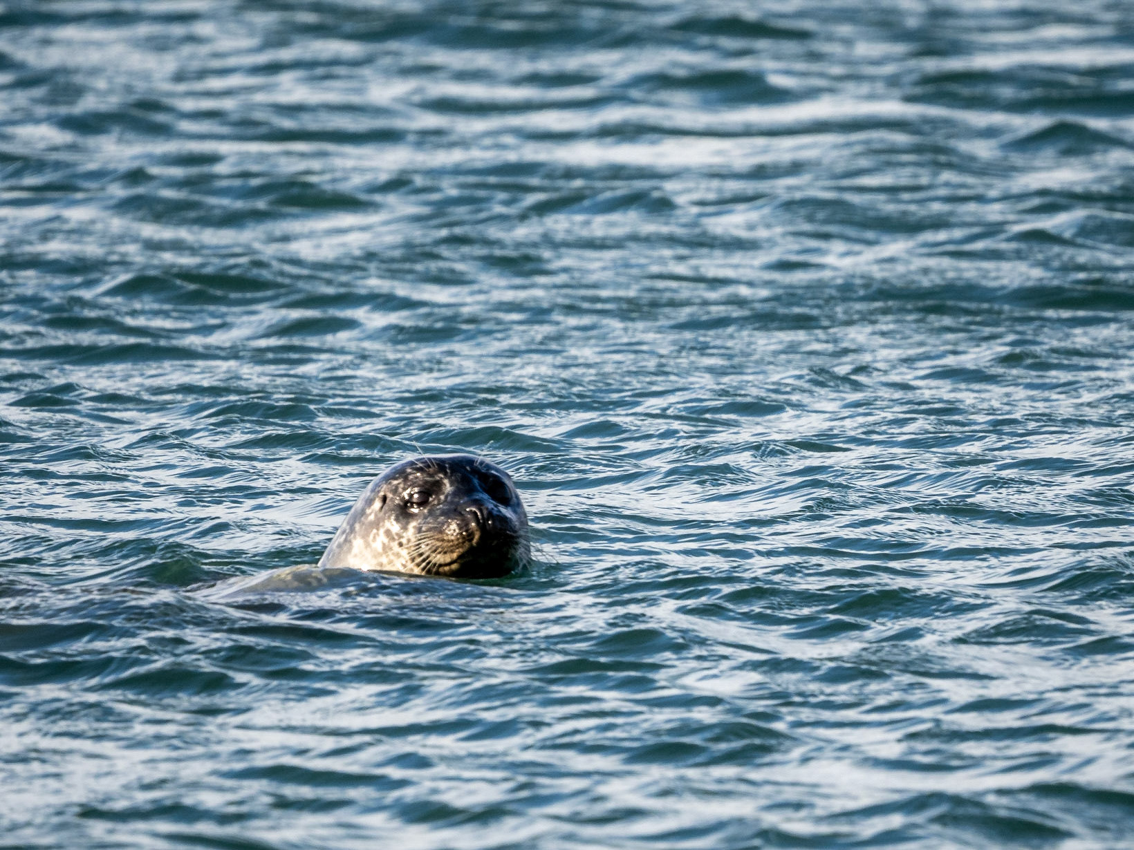 Seehunde im Jökulsarlon