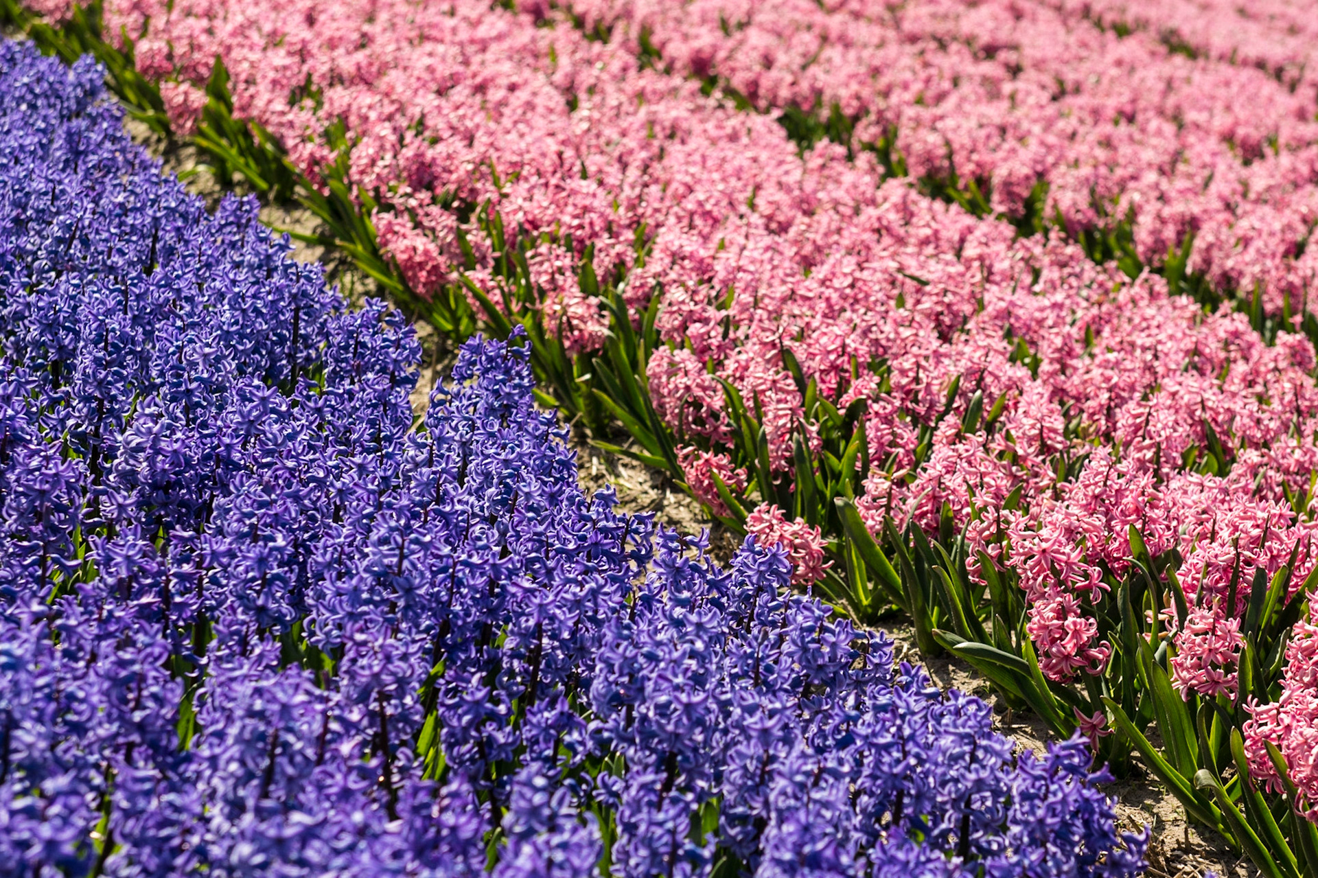 Hyazinthenfeld bei Nordwijk