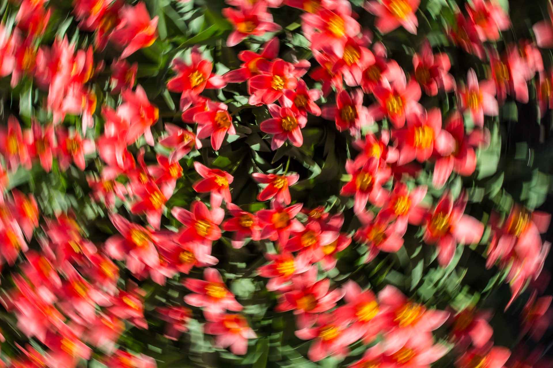 Tulpenfeld bei Nordwijk