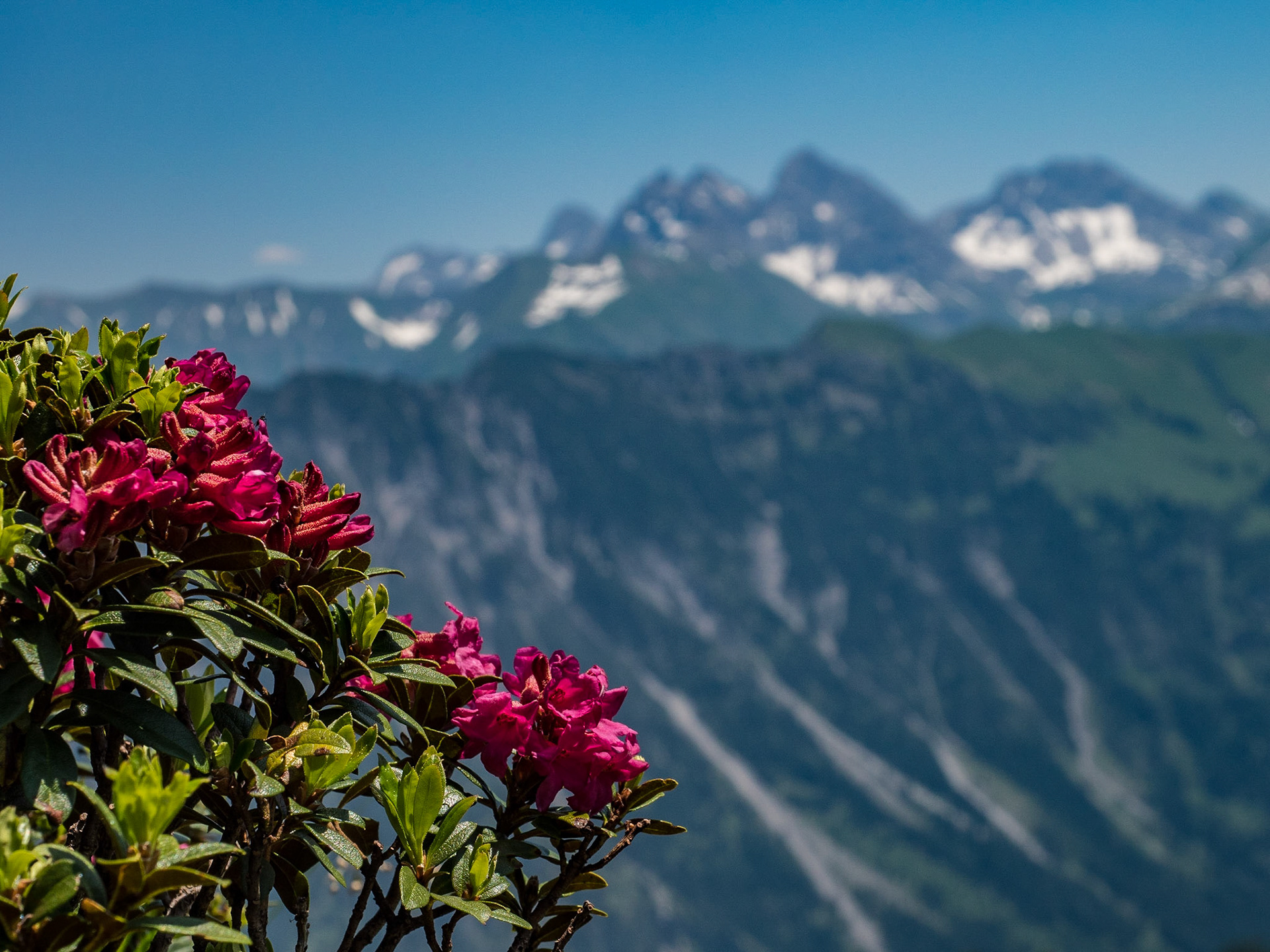 Die Alpenrosen blühen endlich!