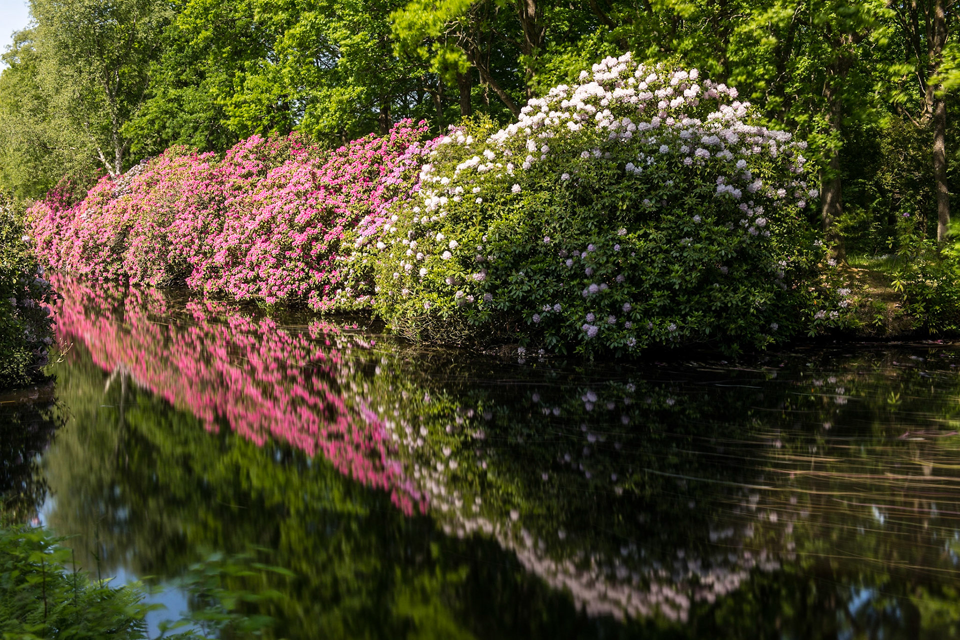 Rhododendron im Schlosspark