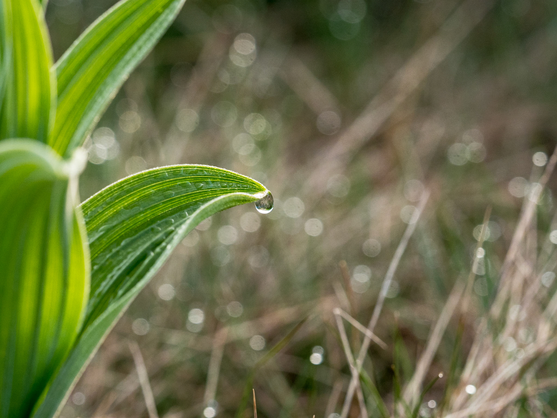 Gras im Morgenlicht