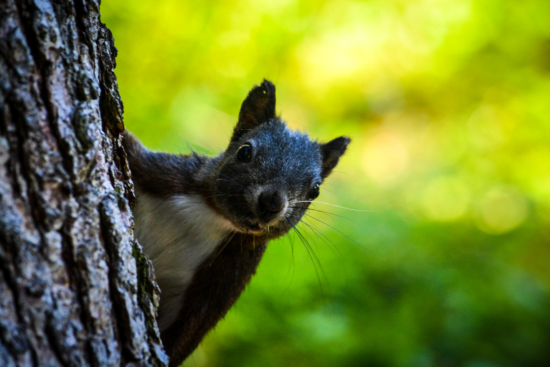 Auf dem Eichhörnliweg in Arosa