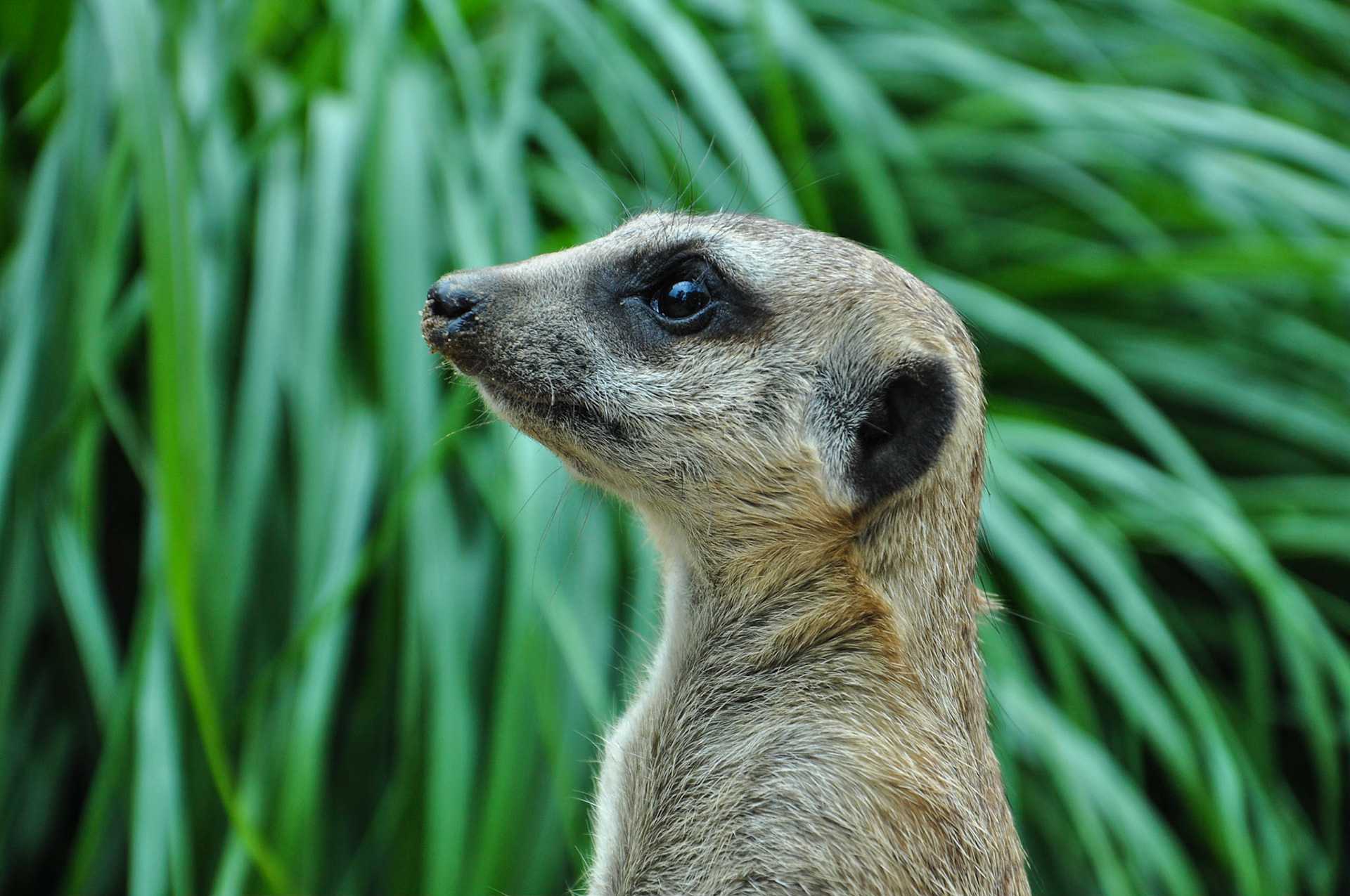 Posing für den Fotografen
